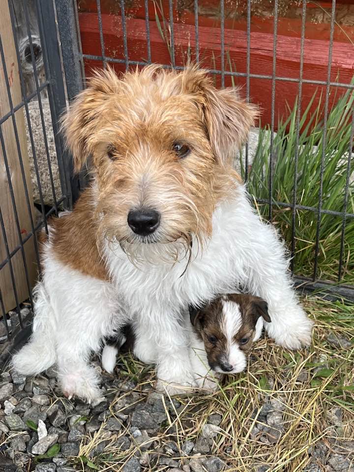 Jack russell terrier