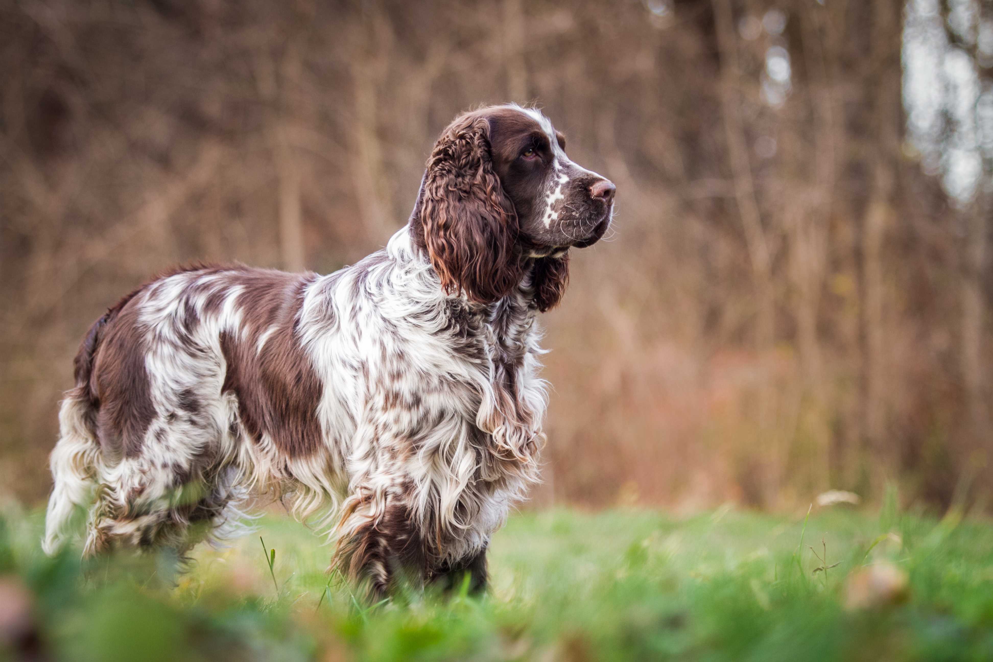 Engelsk springer spaniel