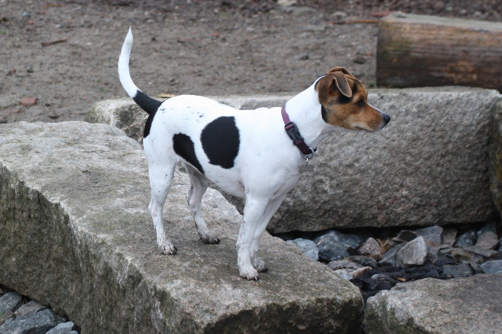 Halvskogen`s Princess Peach Halvskogen`s Princess Peach