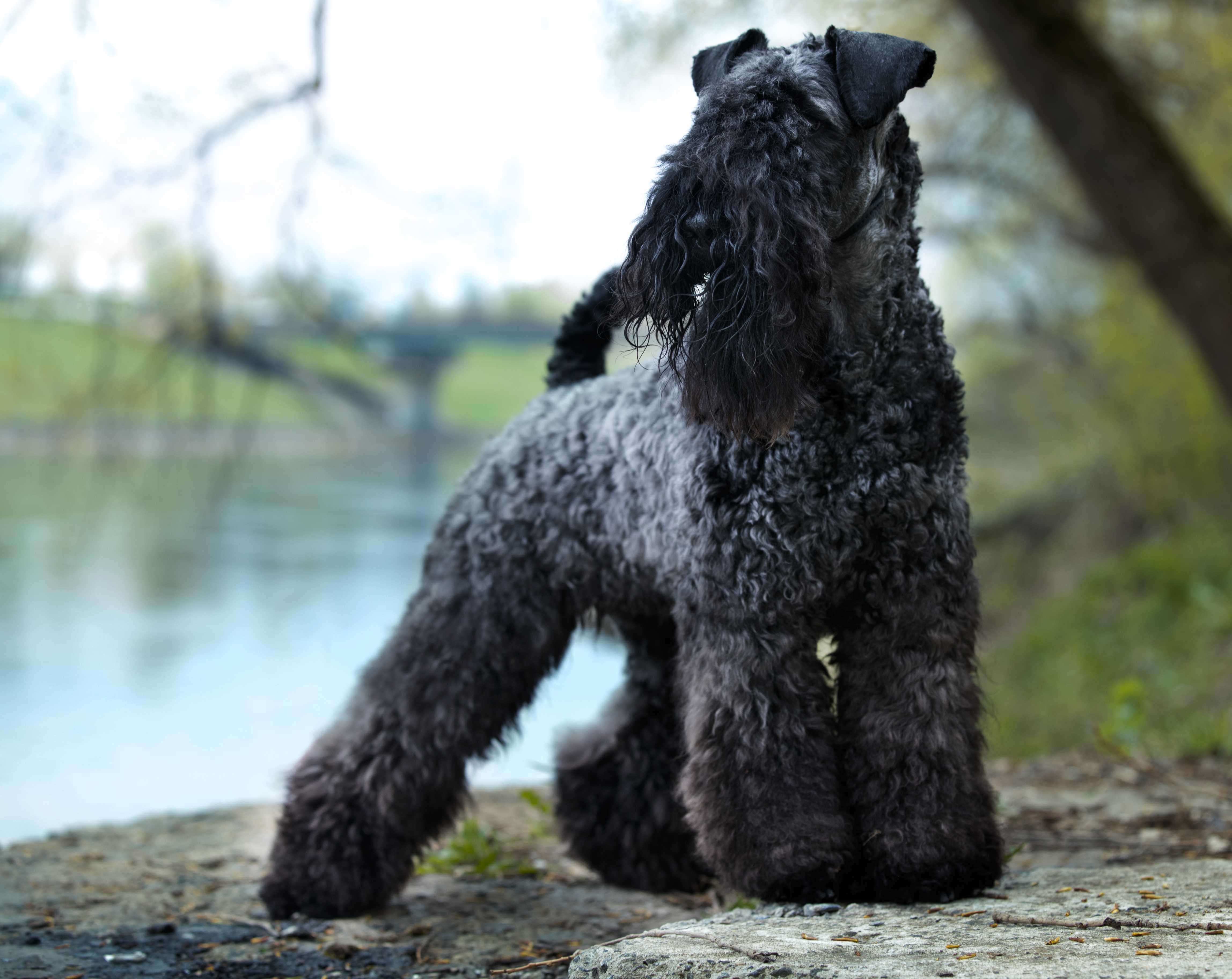Kerry blue terrier Kerry blue terrier