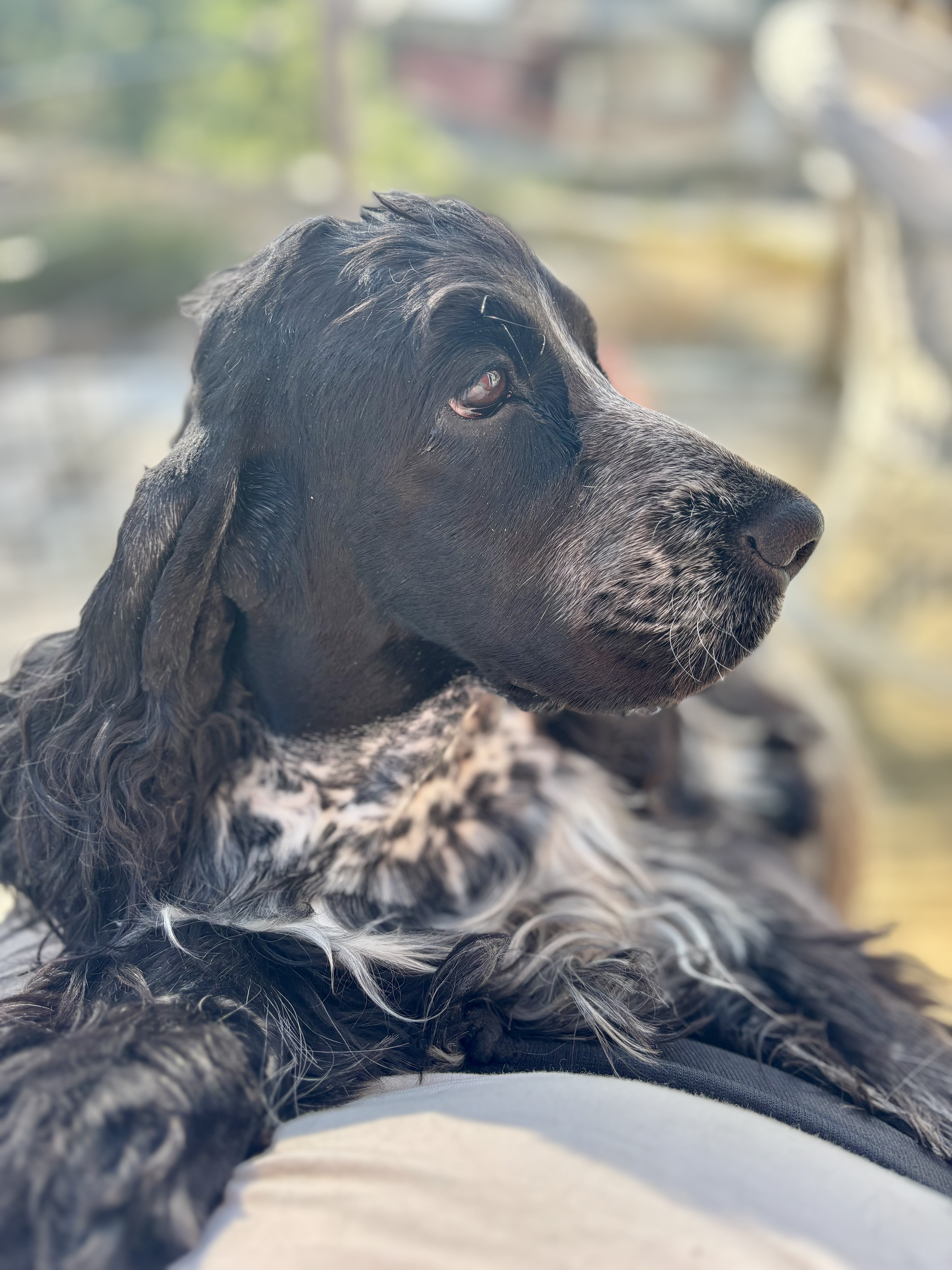 Cocker spaniel
