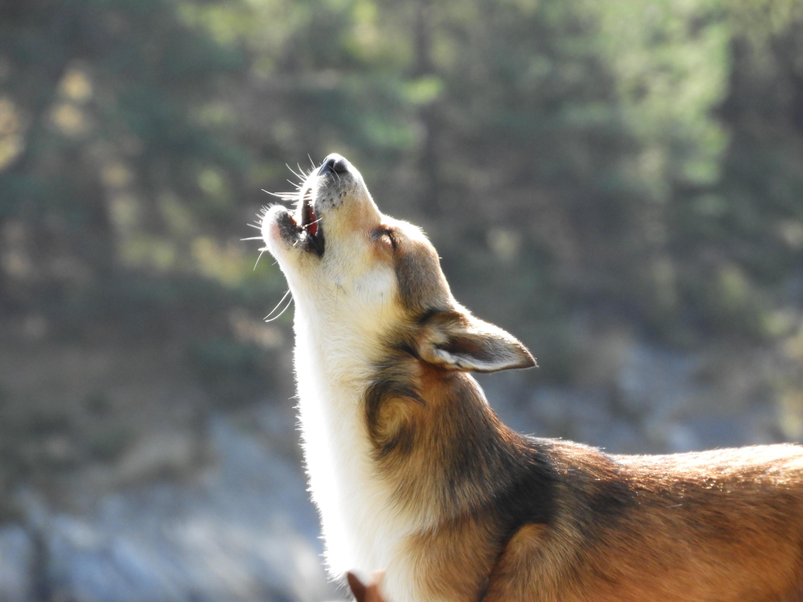 Kennel Pride of Norway