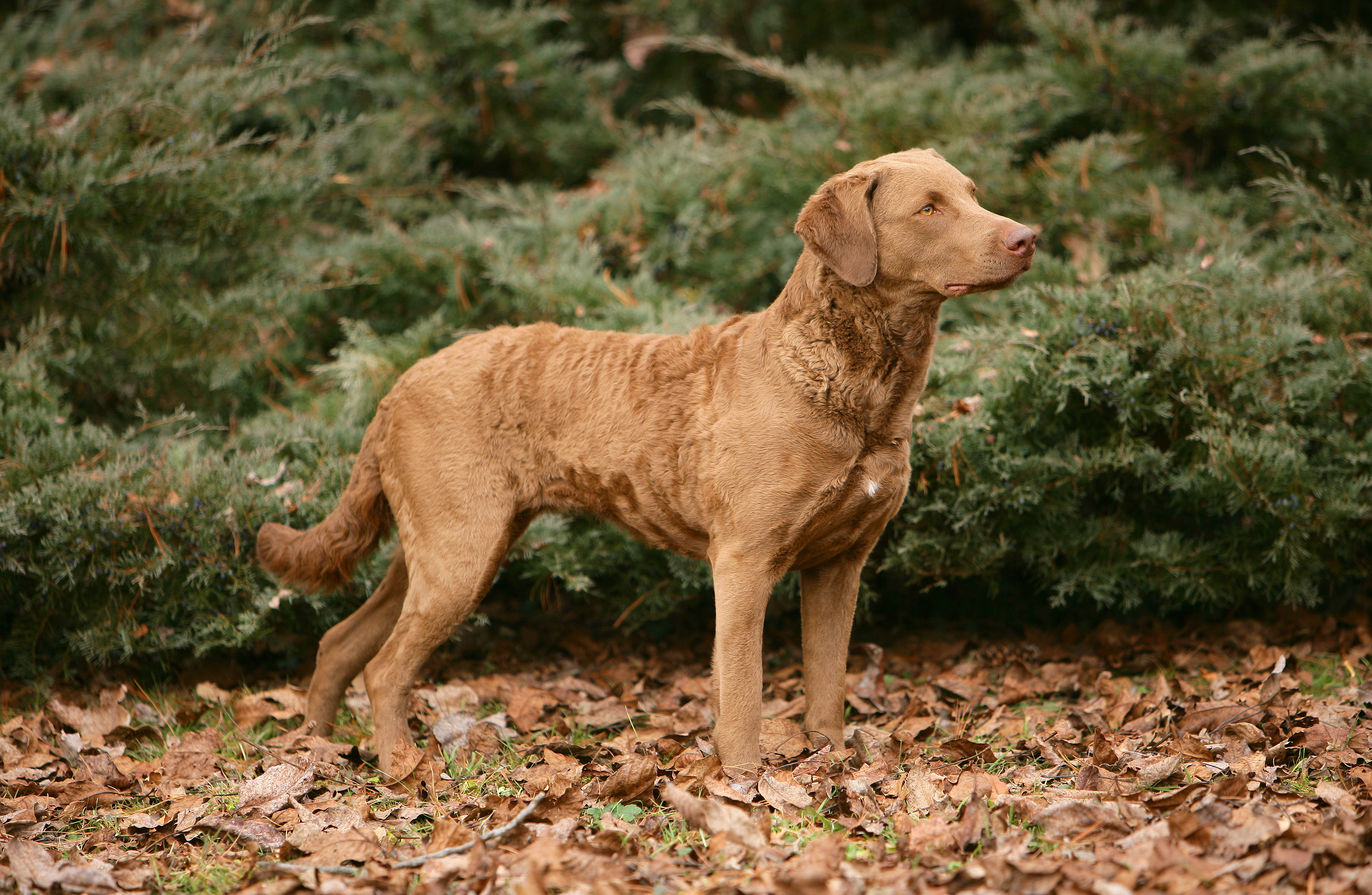 Chesapeake Retriever Chesapeake Retriever