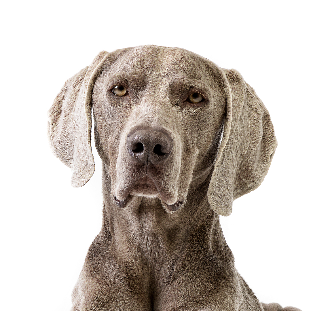Weimaraner korthåret
