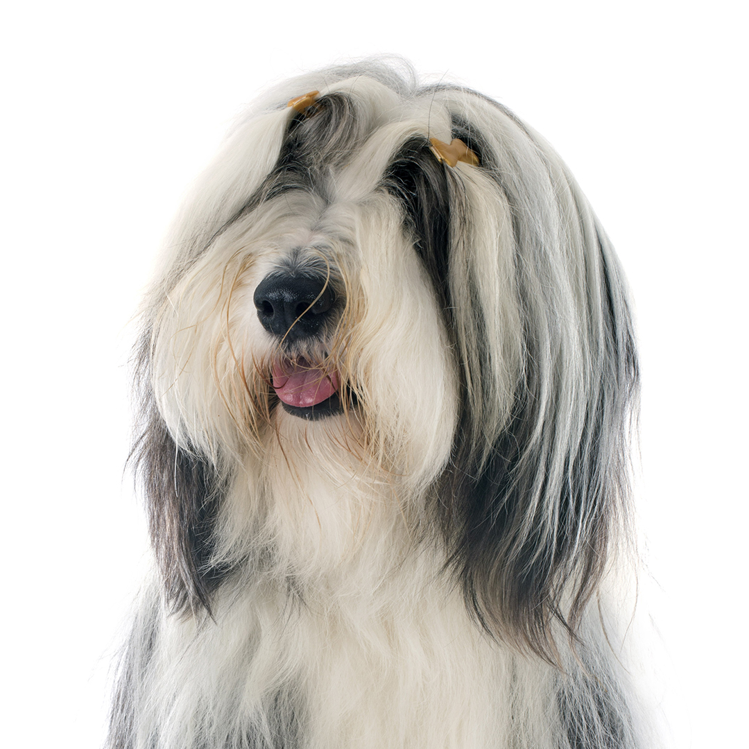 Bearded collie