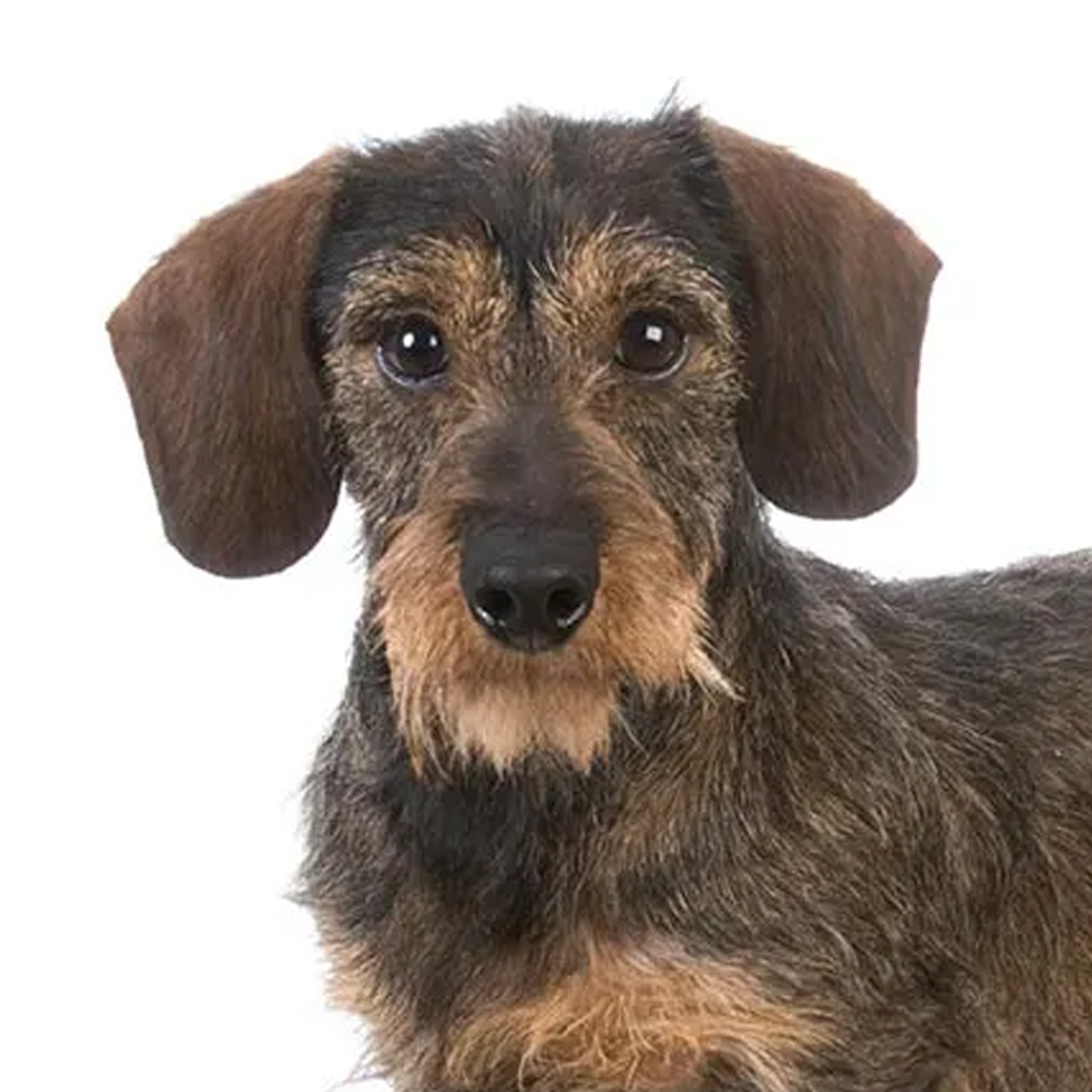 Dvergdachshund strihåret