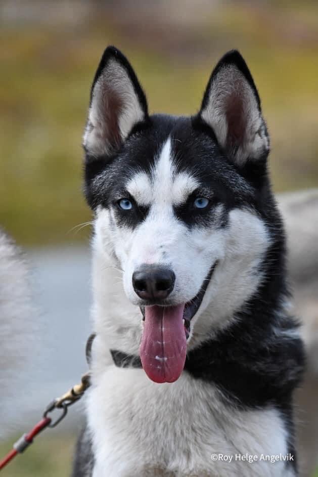 Gold HoQ Of Seven Mountains Husky