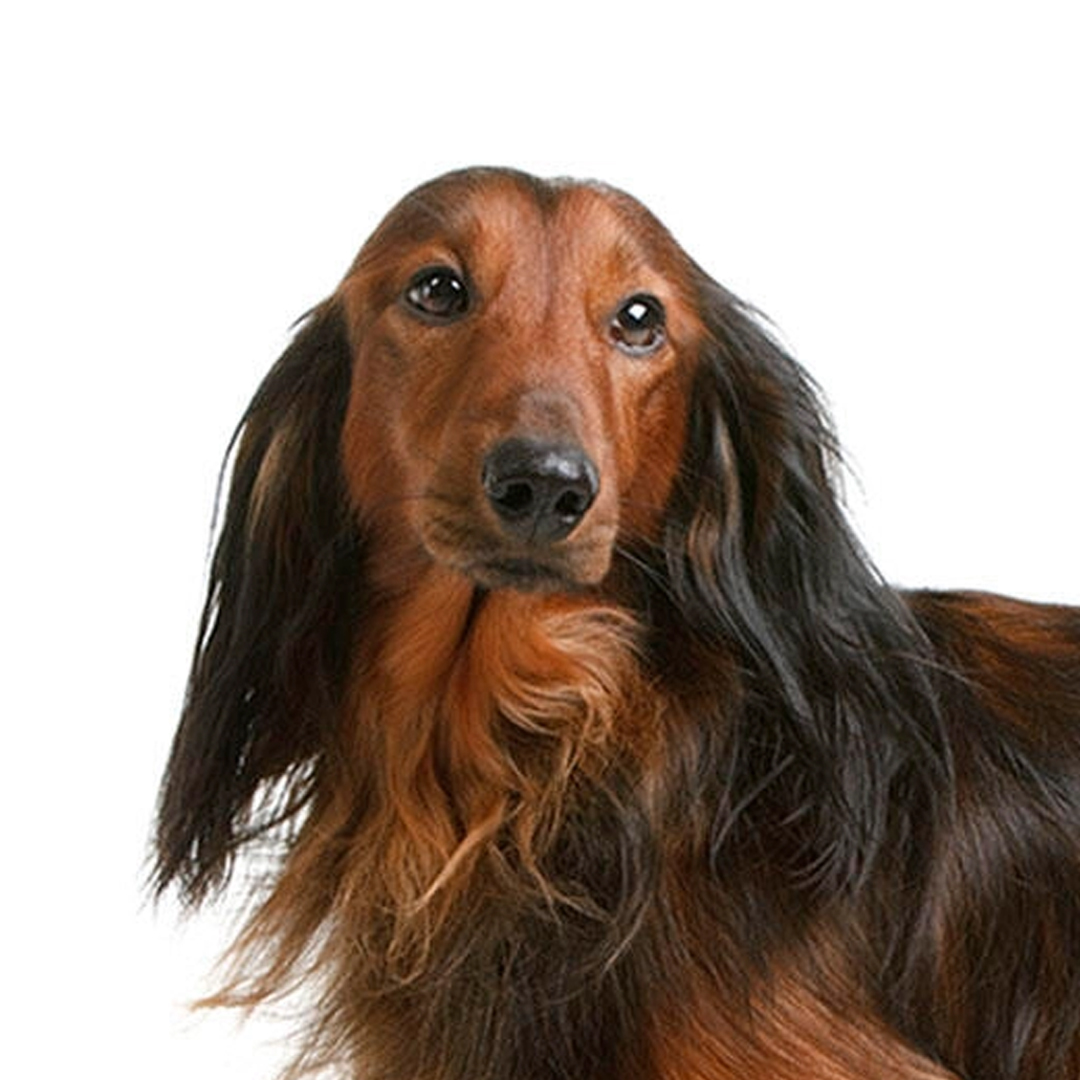 Dvergdachshund langhåret