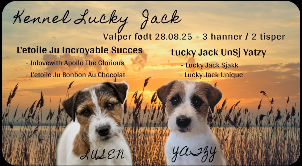 Jack russell terrier