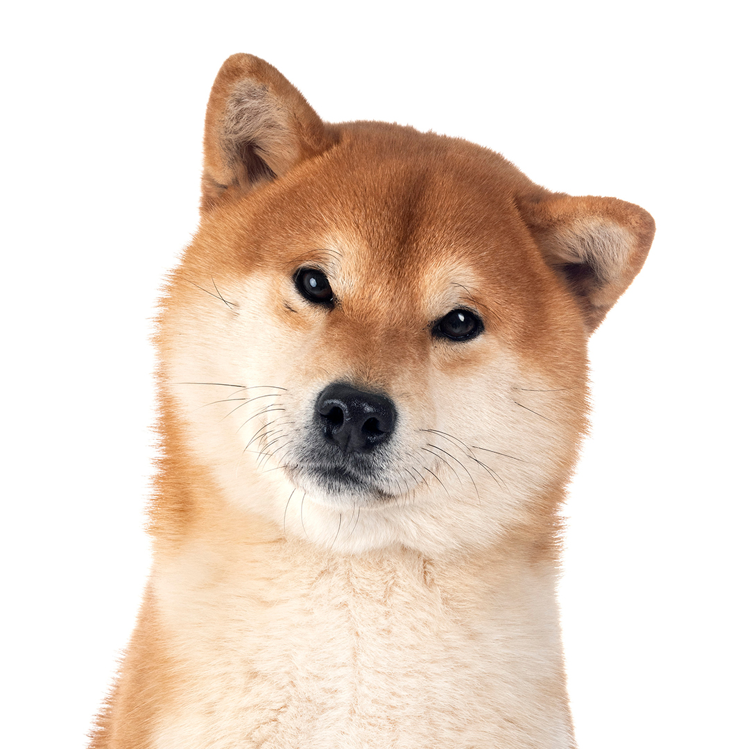 Shiba