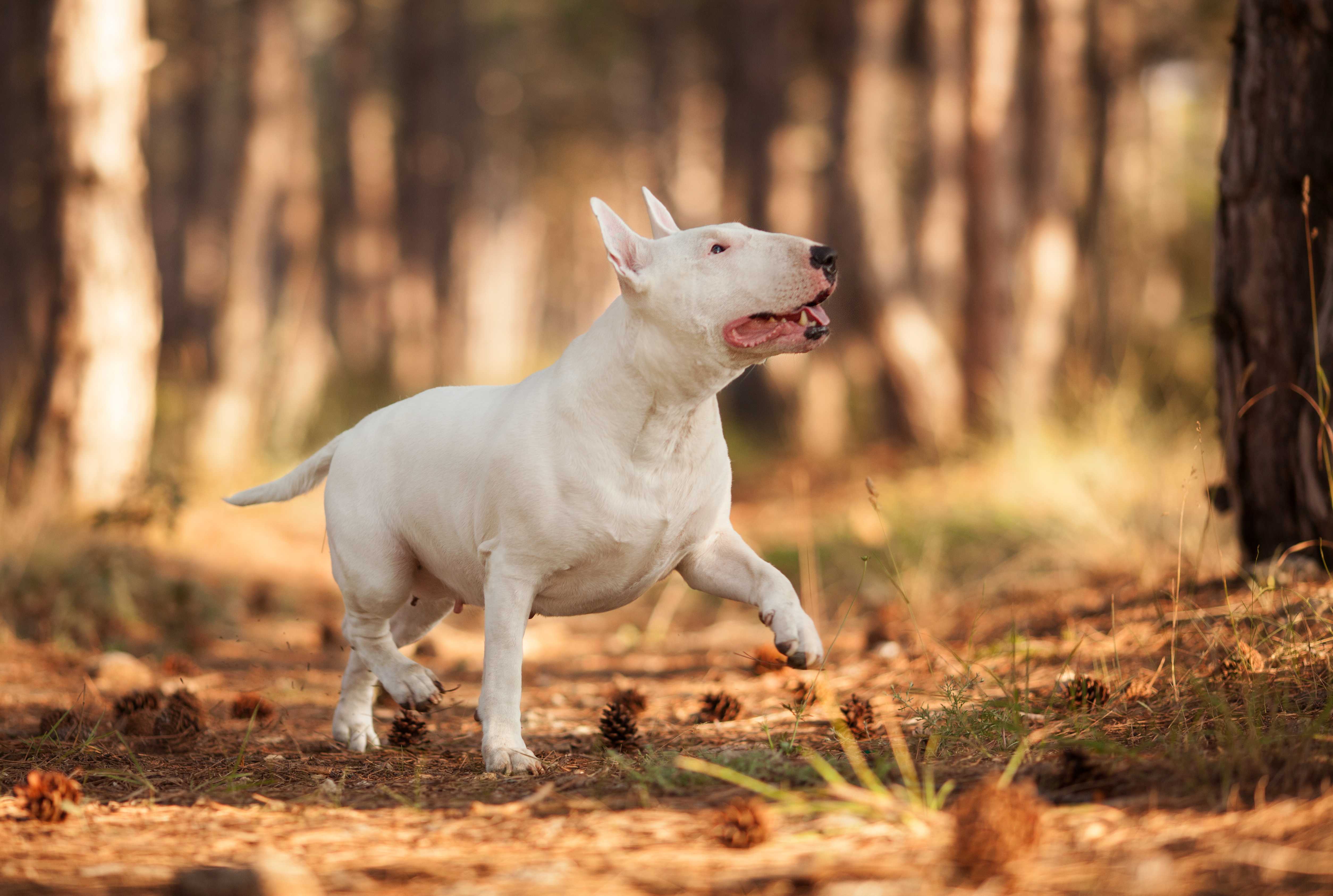 Miniature bull terrier Miniature bull terrier