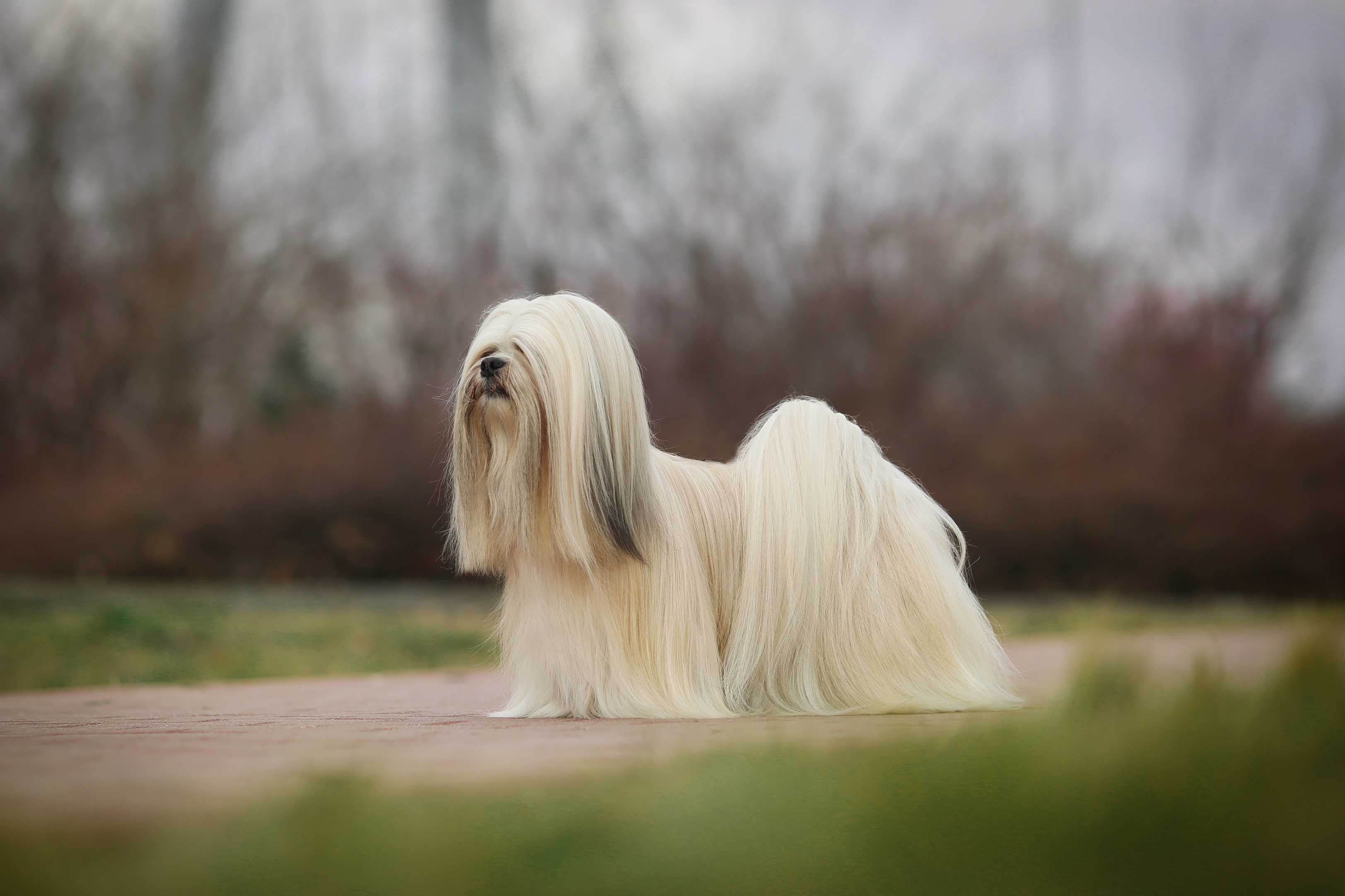 Lhasa apso