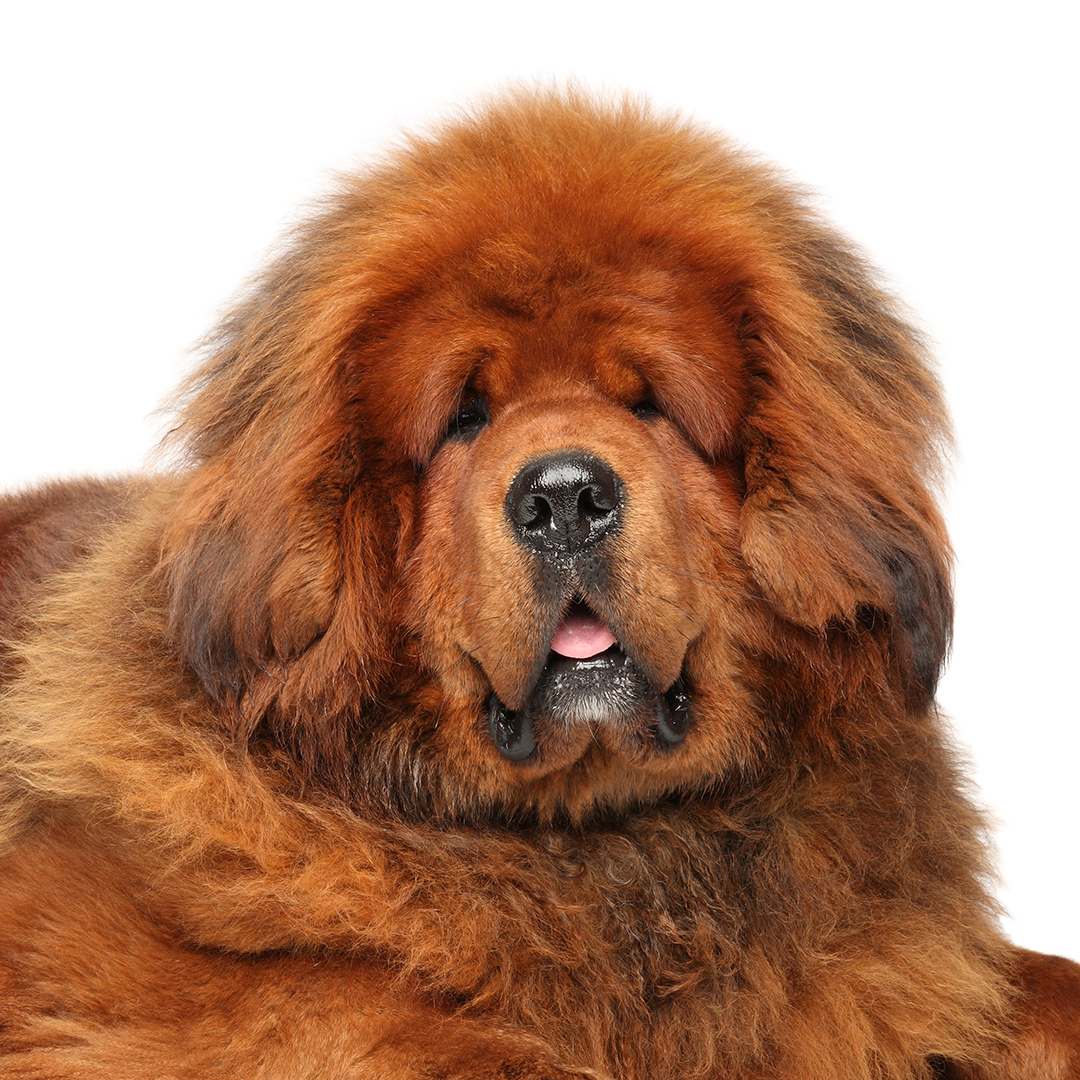 Tibetansk mastiff