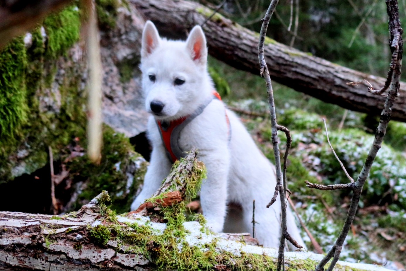 Snøfrost Viktige Permafrost