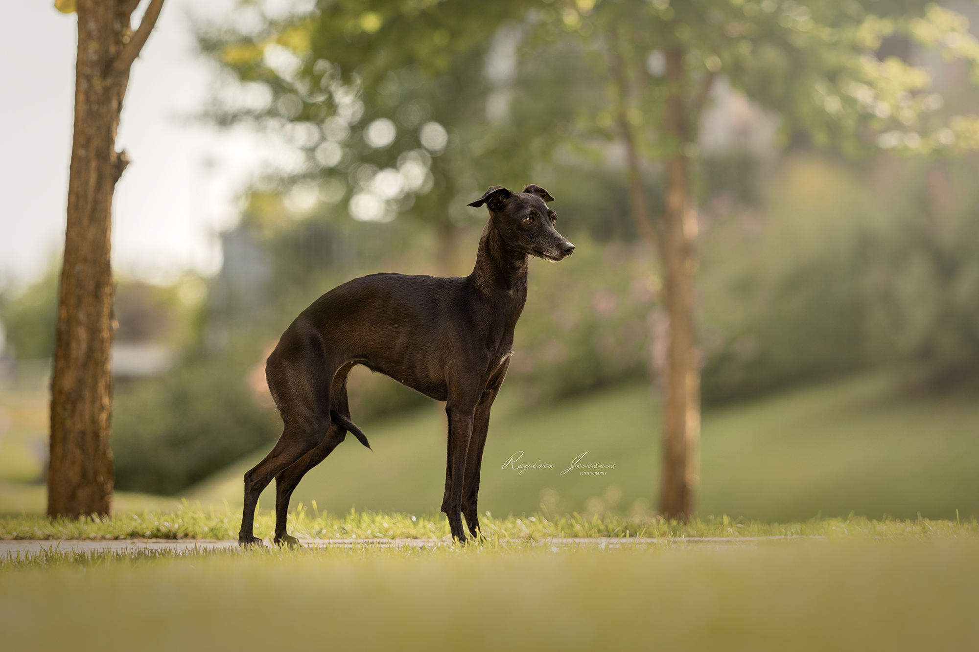Bey Zephirine Drouhin  Bey Zephirine Drouhin