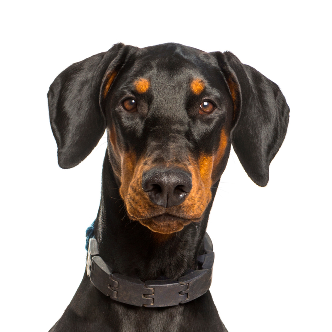 Dobermann