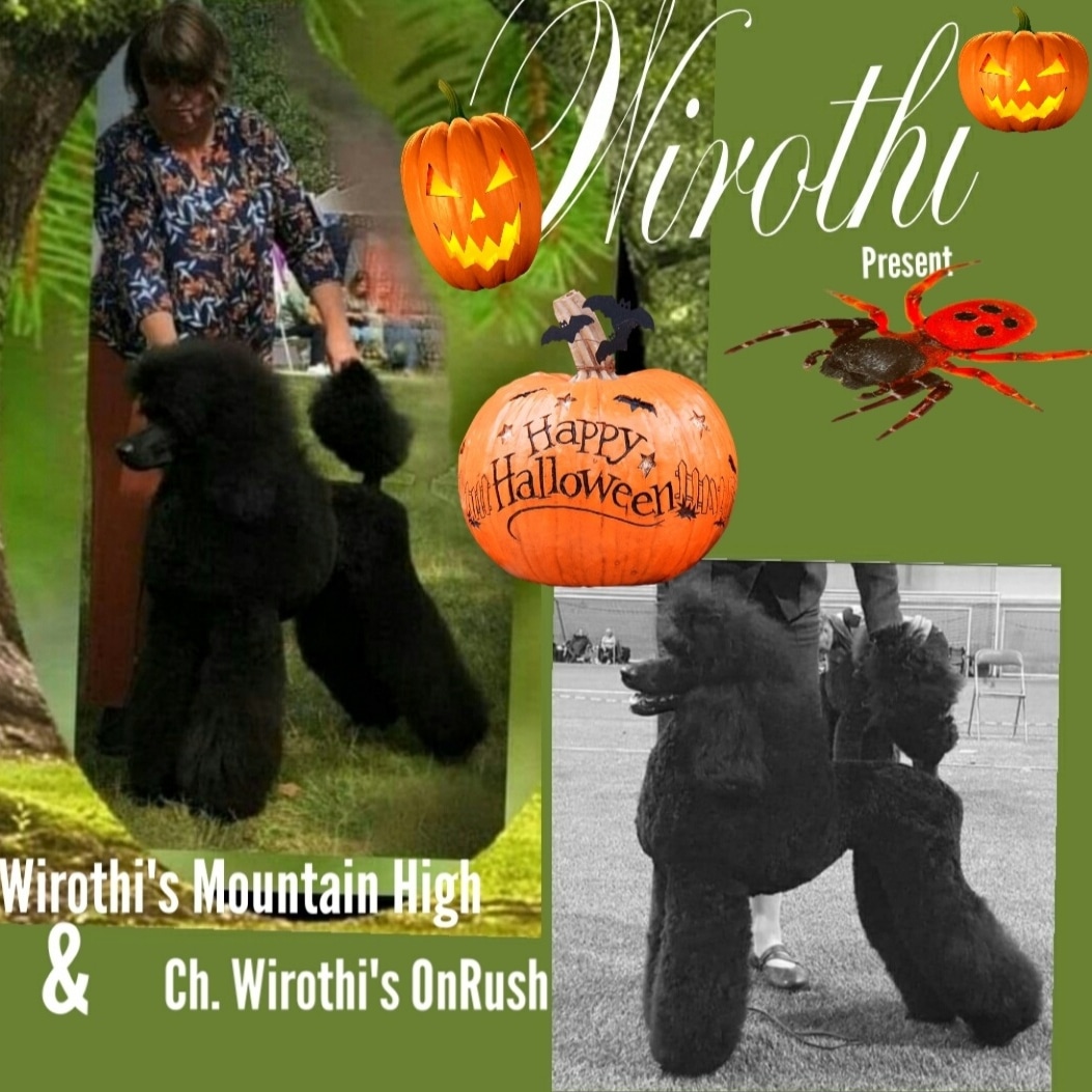 Wirothi's Mountain High 