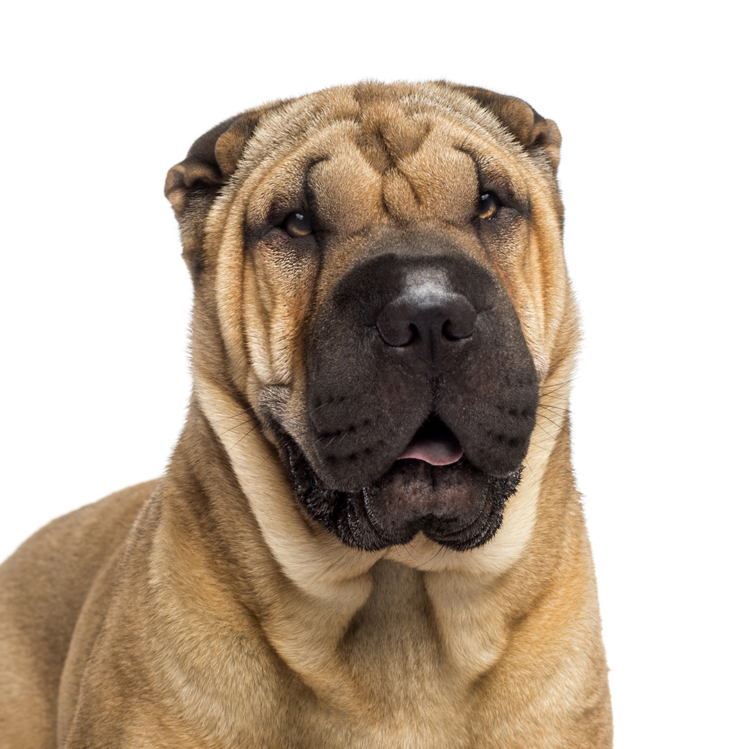 Shar Pei Shar Pei