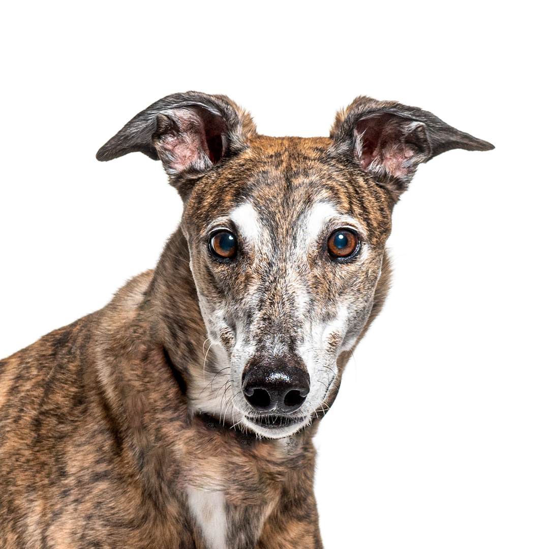 Spansk galgo Spansk galgo