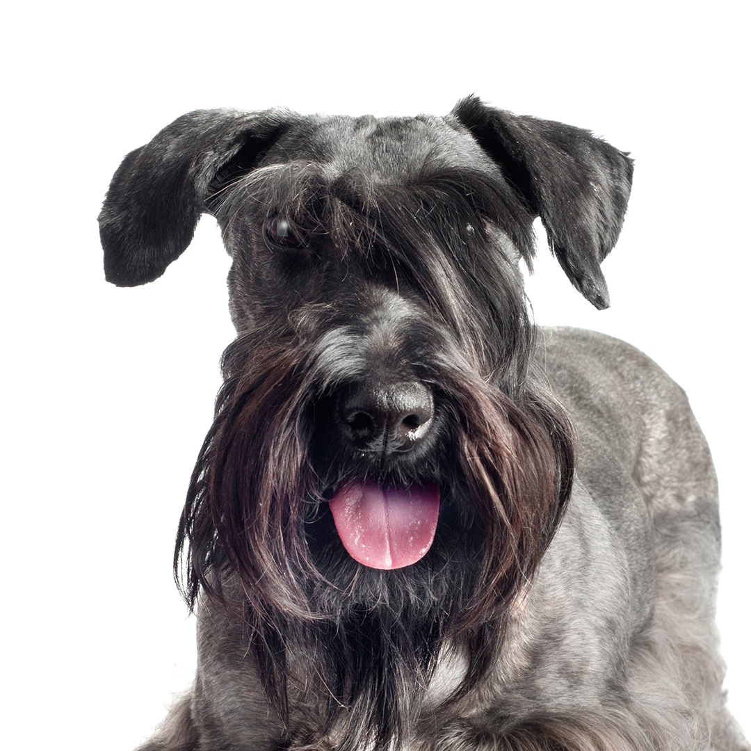 Cesky terrier Cesky terrier