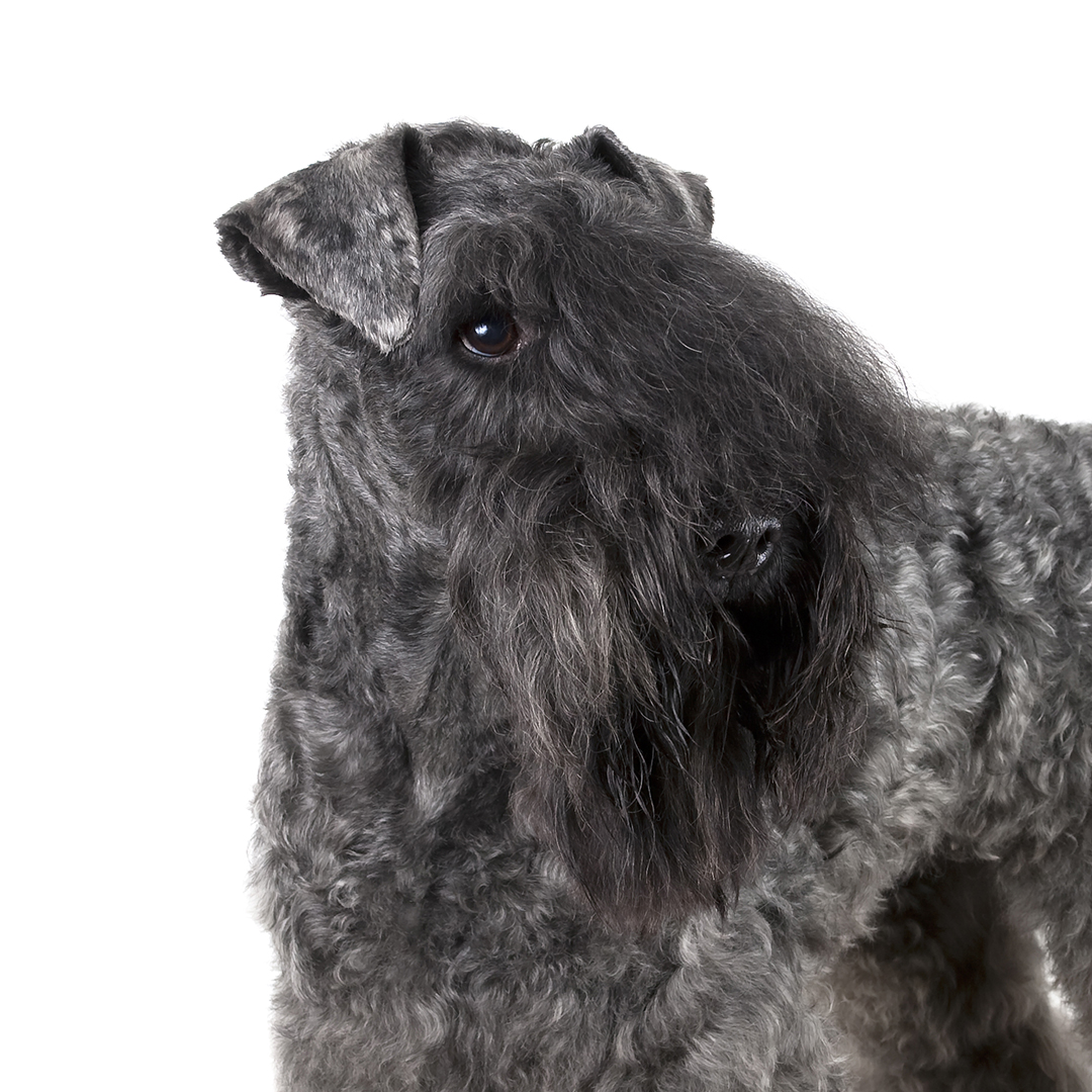 Kerry blue terrier Kerry blue terrier