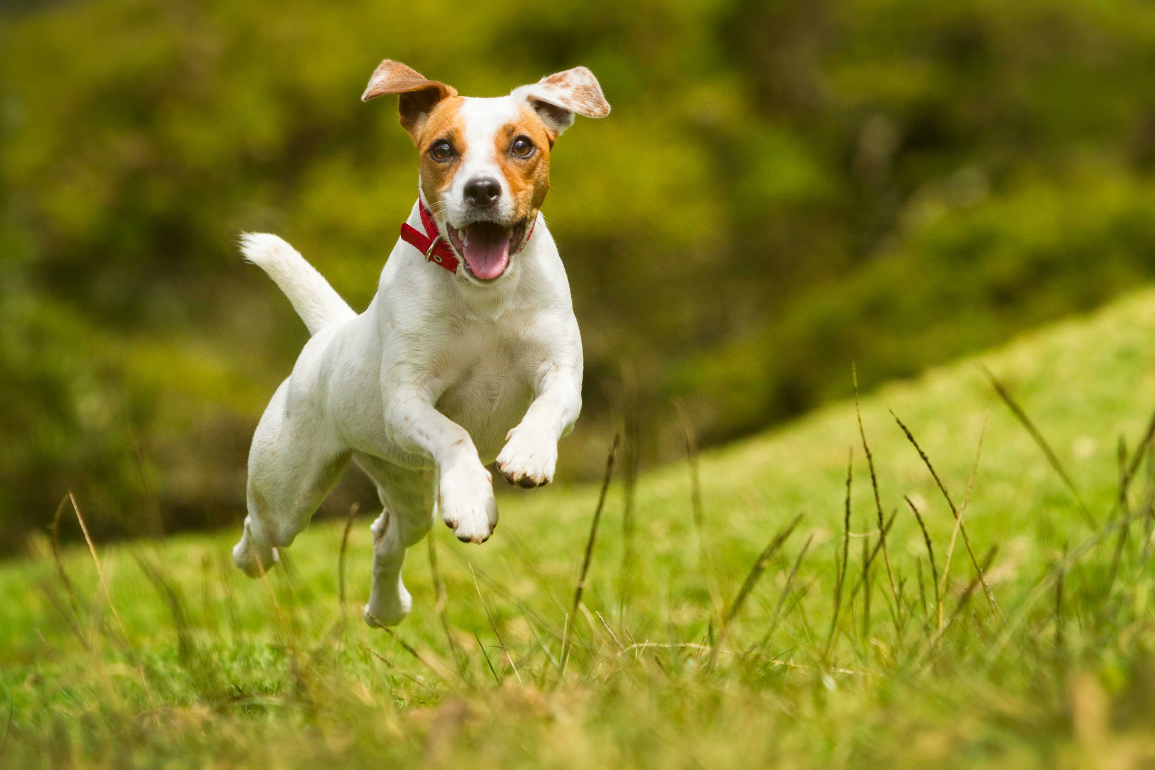 Jack russell terrier