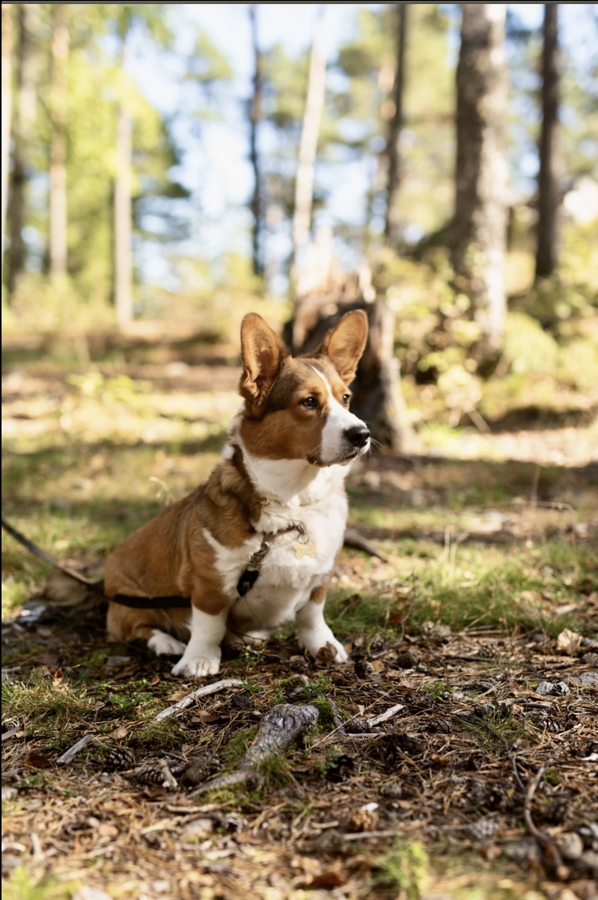 Spydebergspotens Pippi Lotta