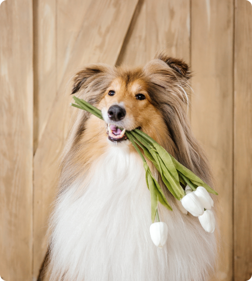 Hunder som passer i leilighet