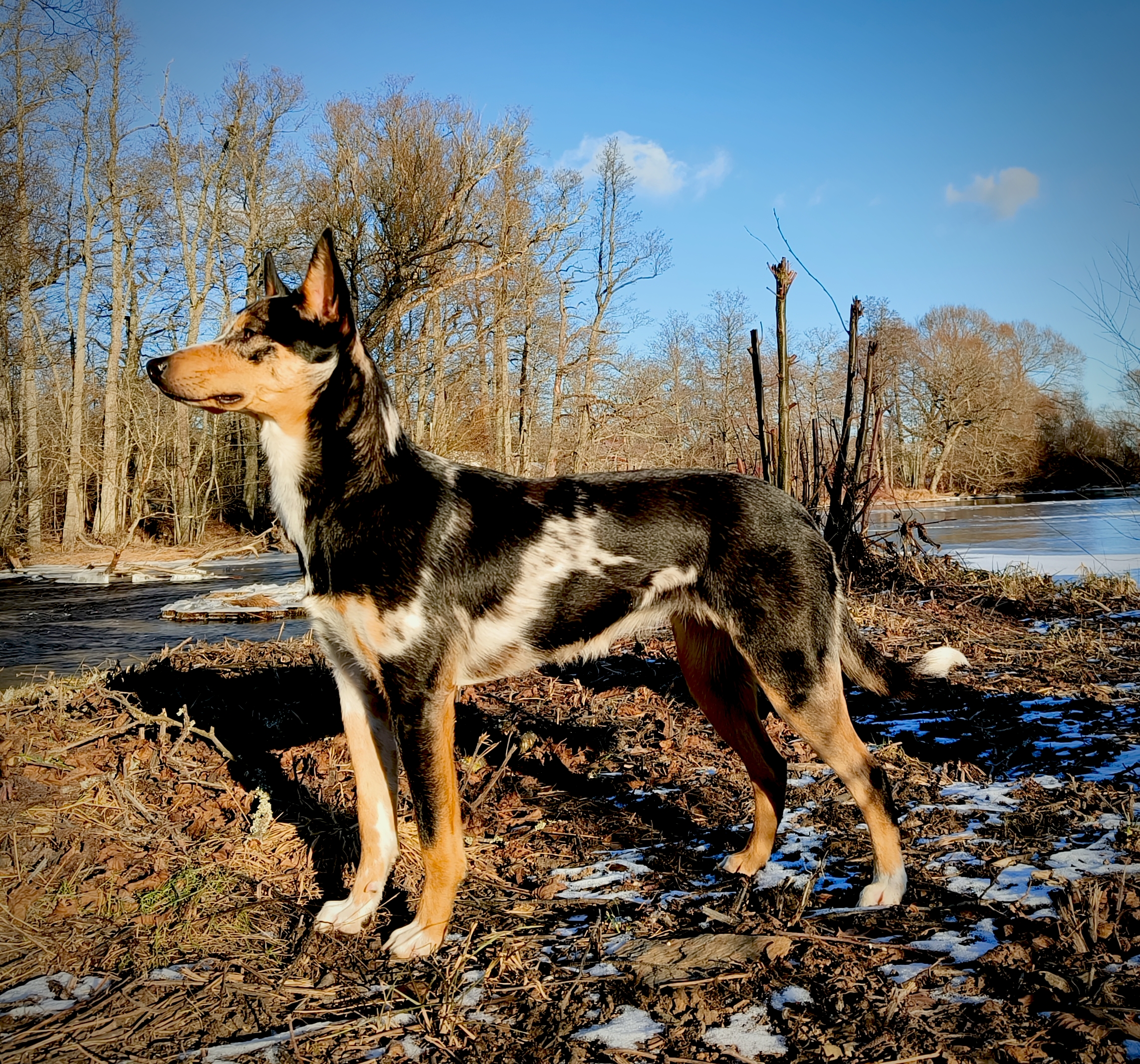 North Twinkle "Rubi"