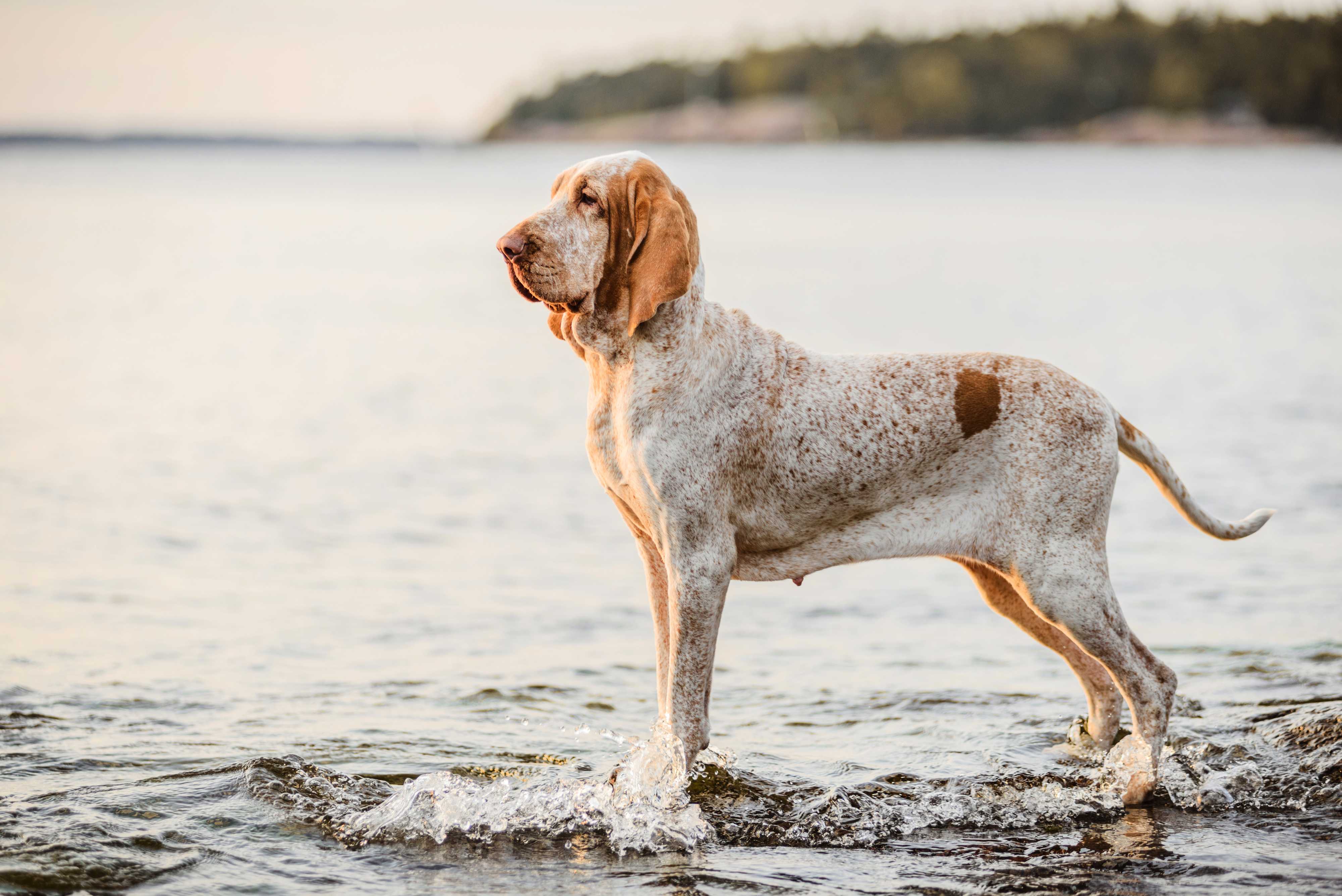 Bracco italiano