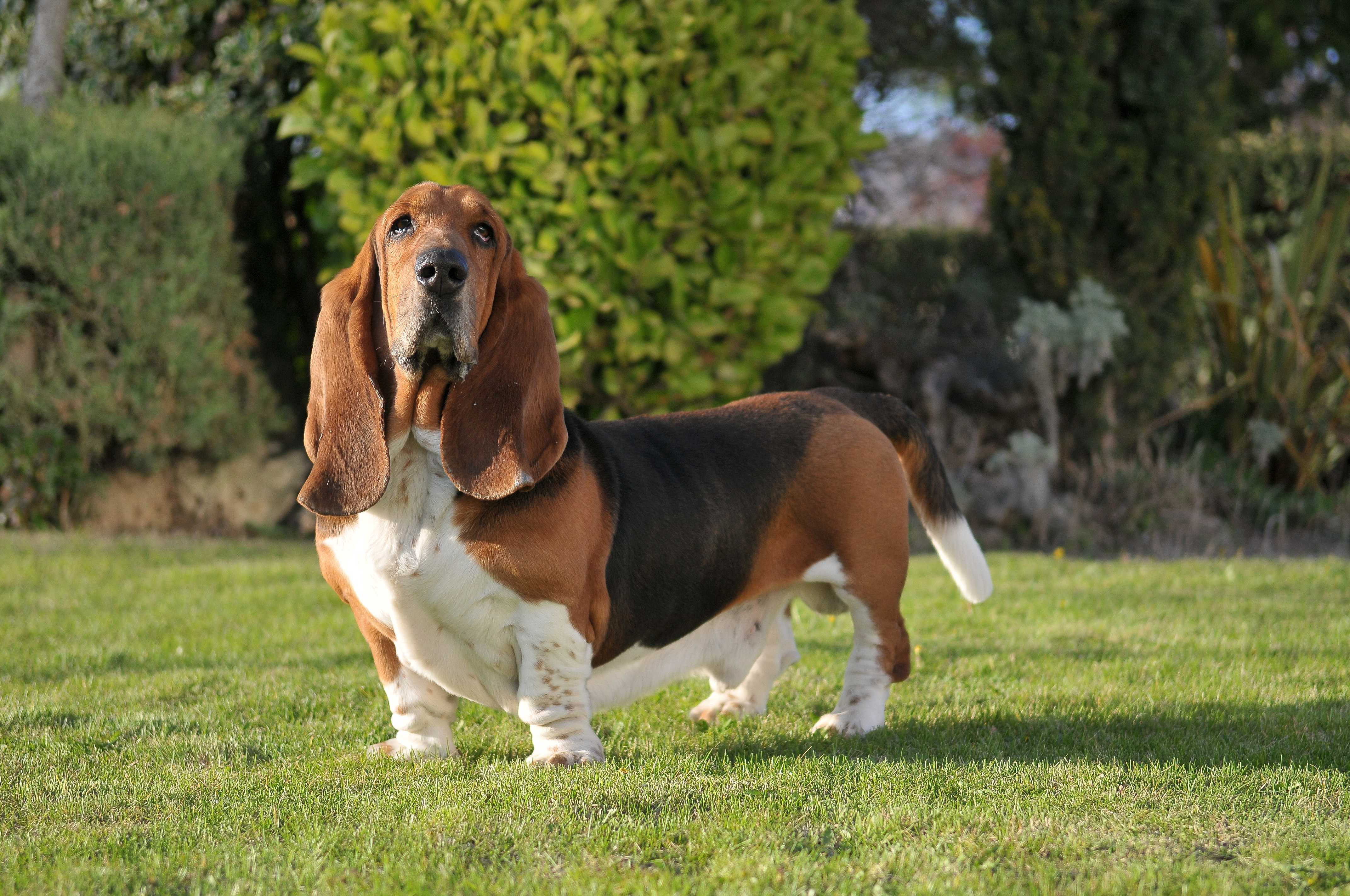 Basset hound