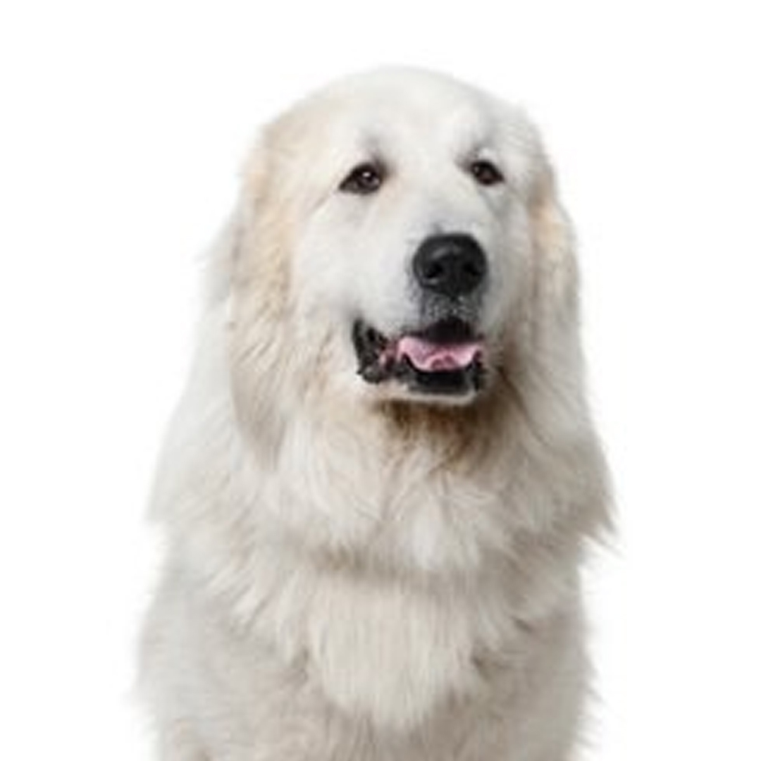 Pyreneerhund Pyreneerhund