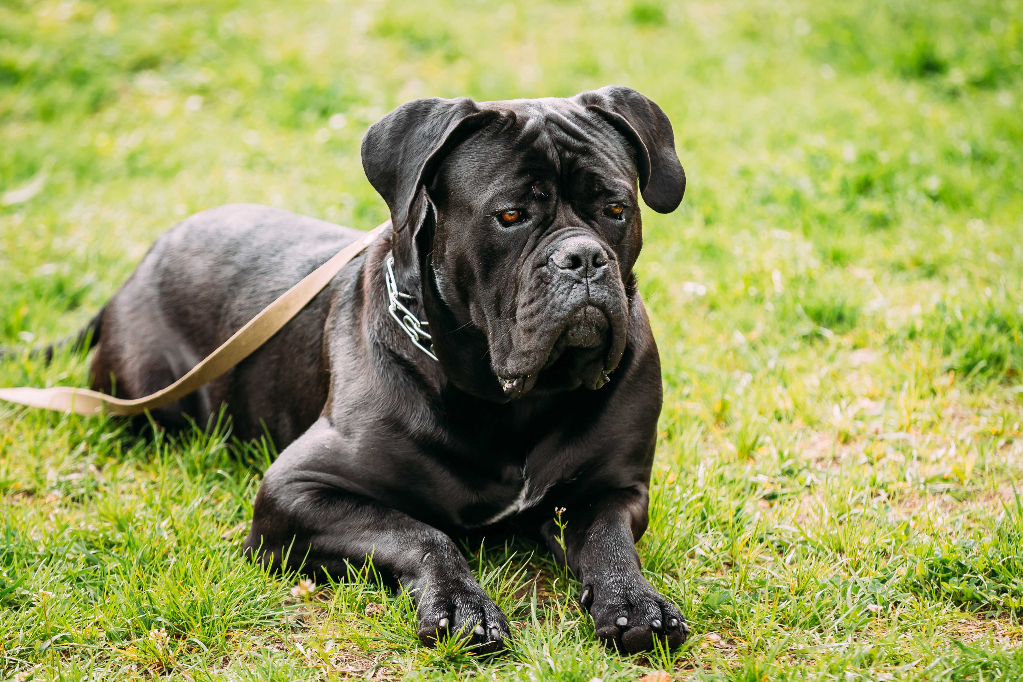 Cane corso Cane corso