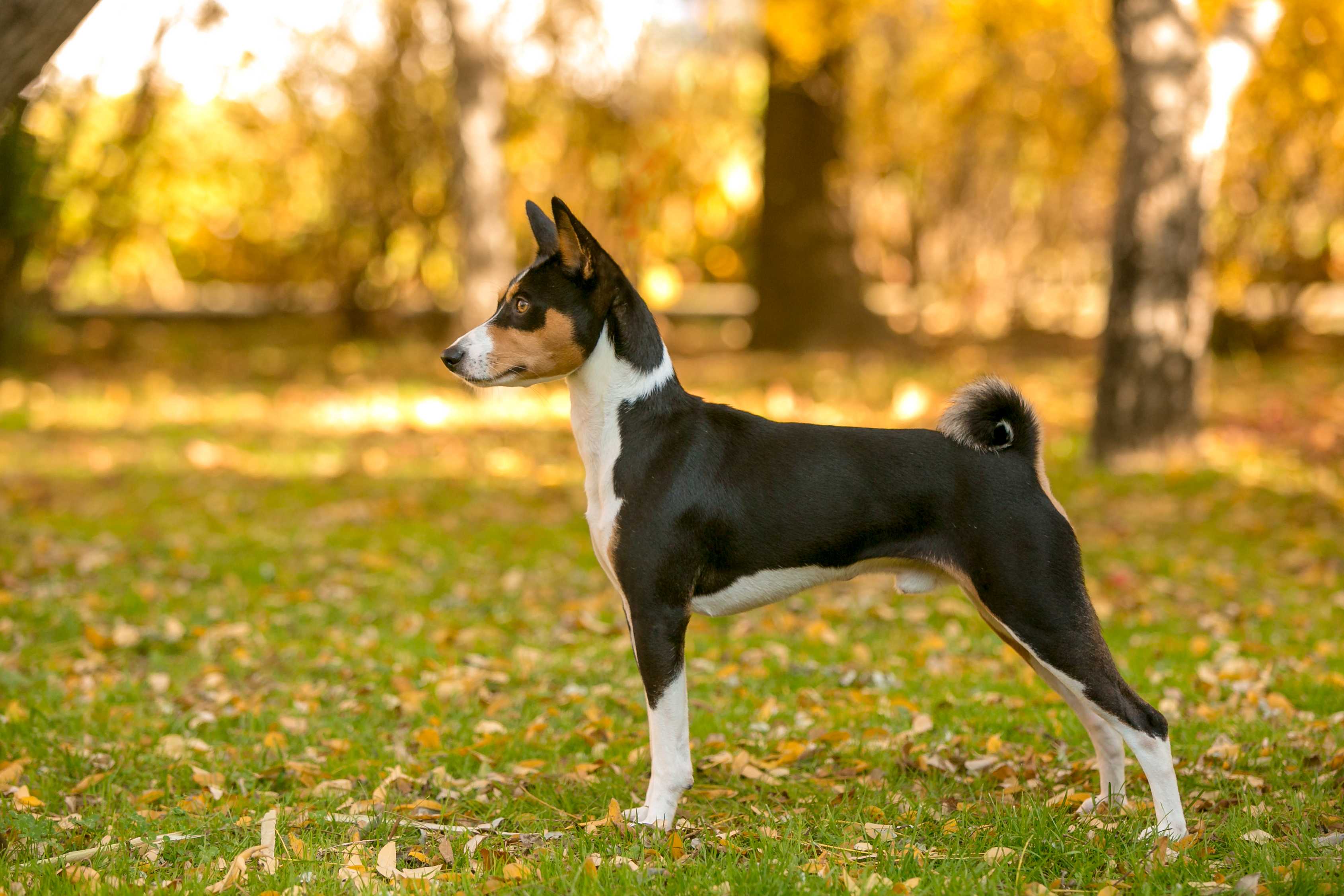 Basenji