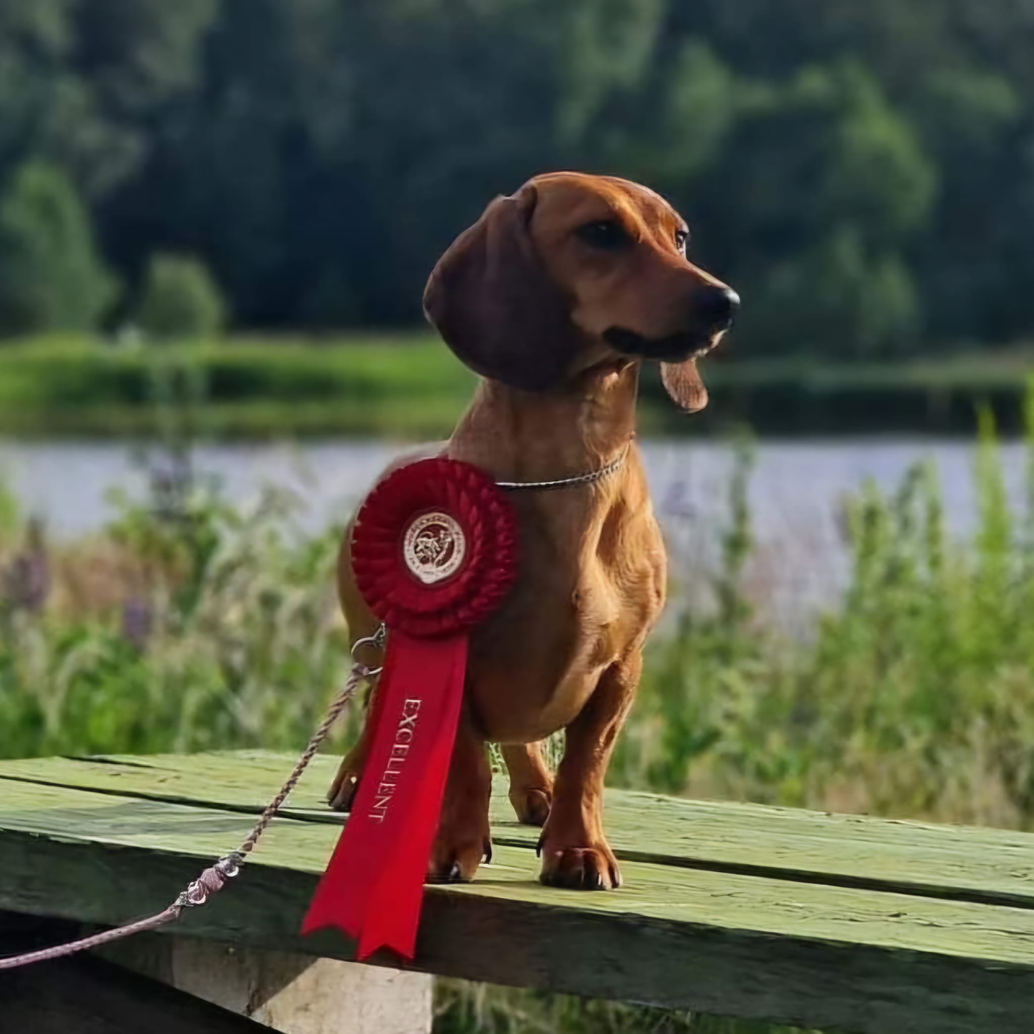 Besøk Kennel Kokopelli!