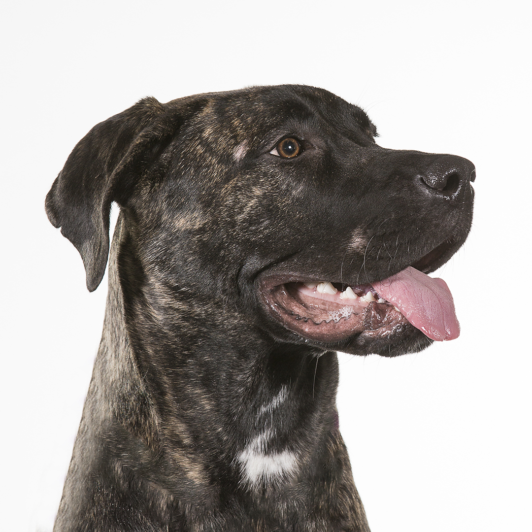 Presa canario Presa canario