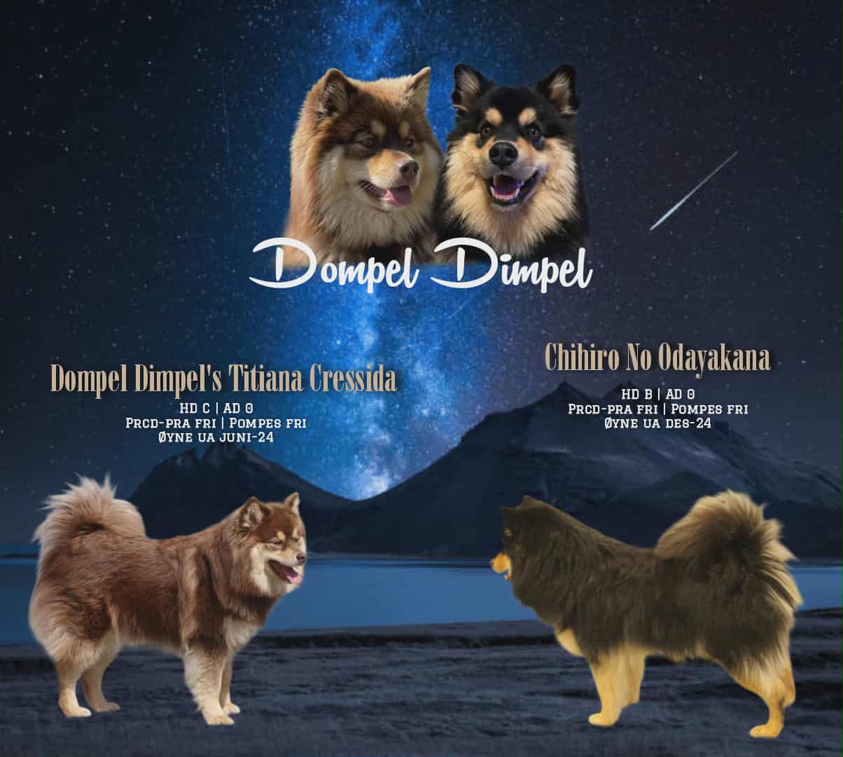 Stjerne kull Stjerne kull