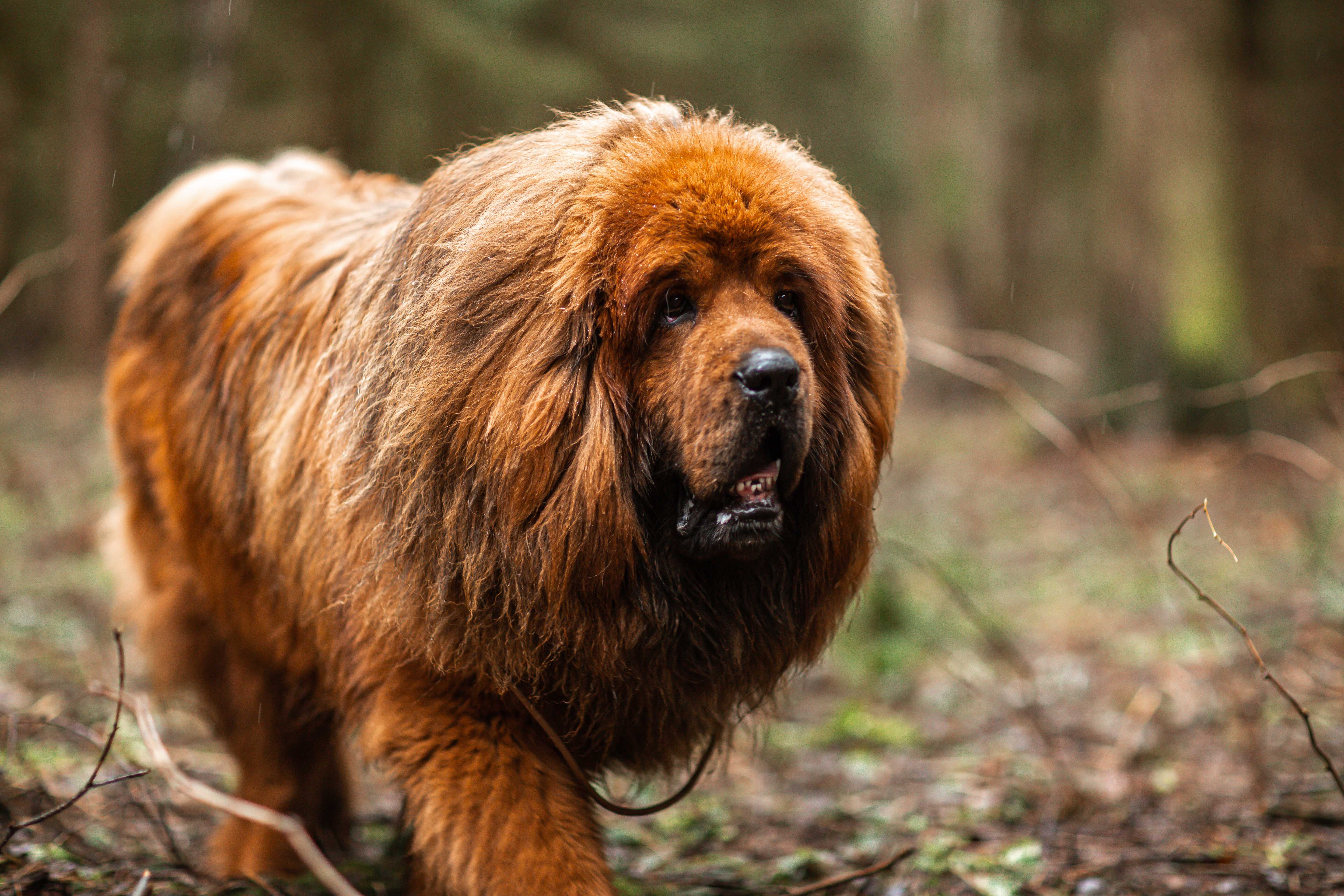 Tibetansk mastiff