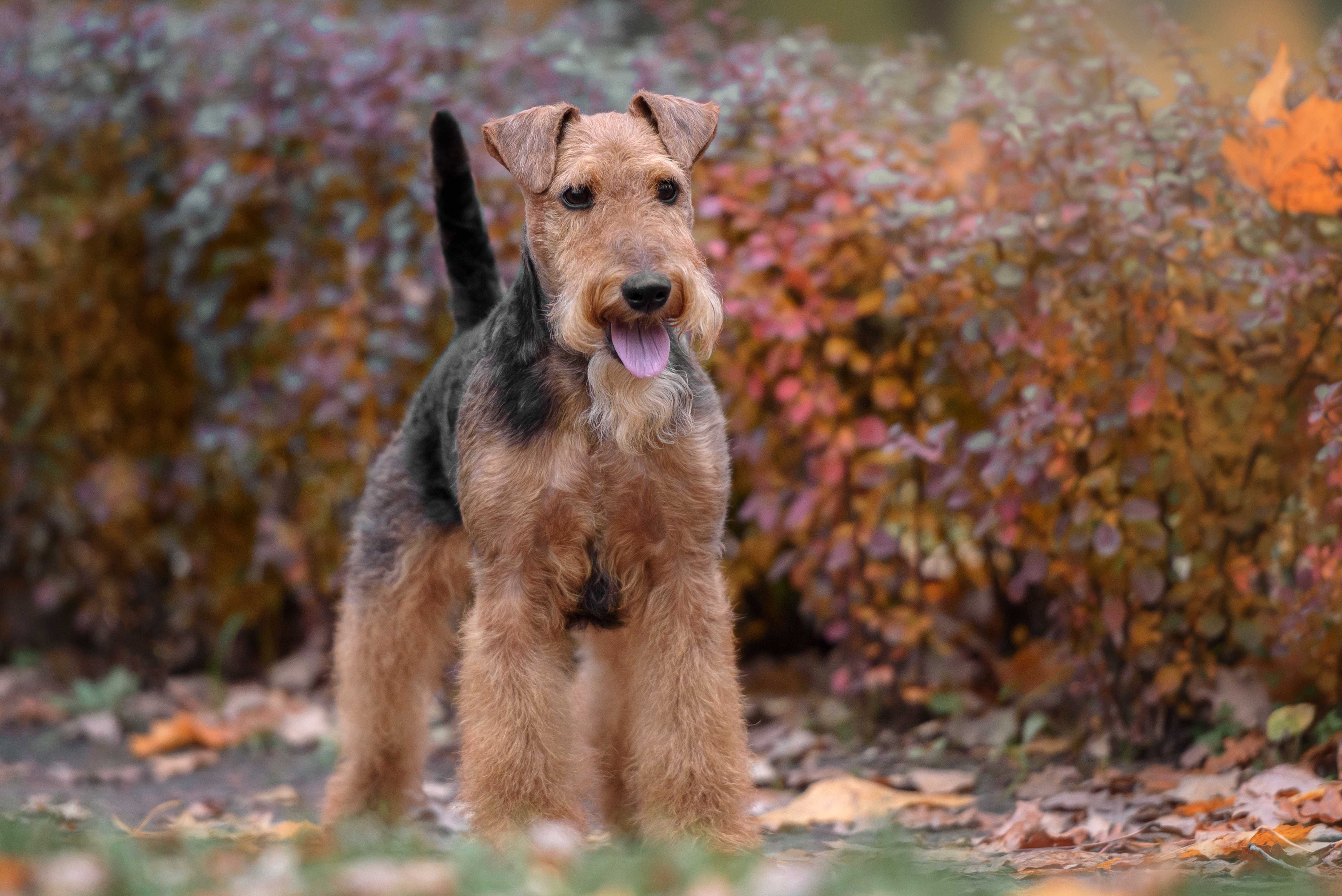 Welsh terrier