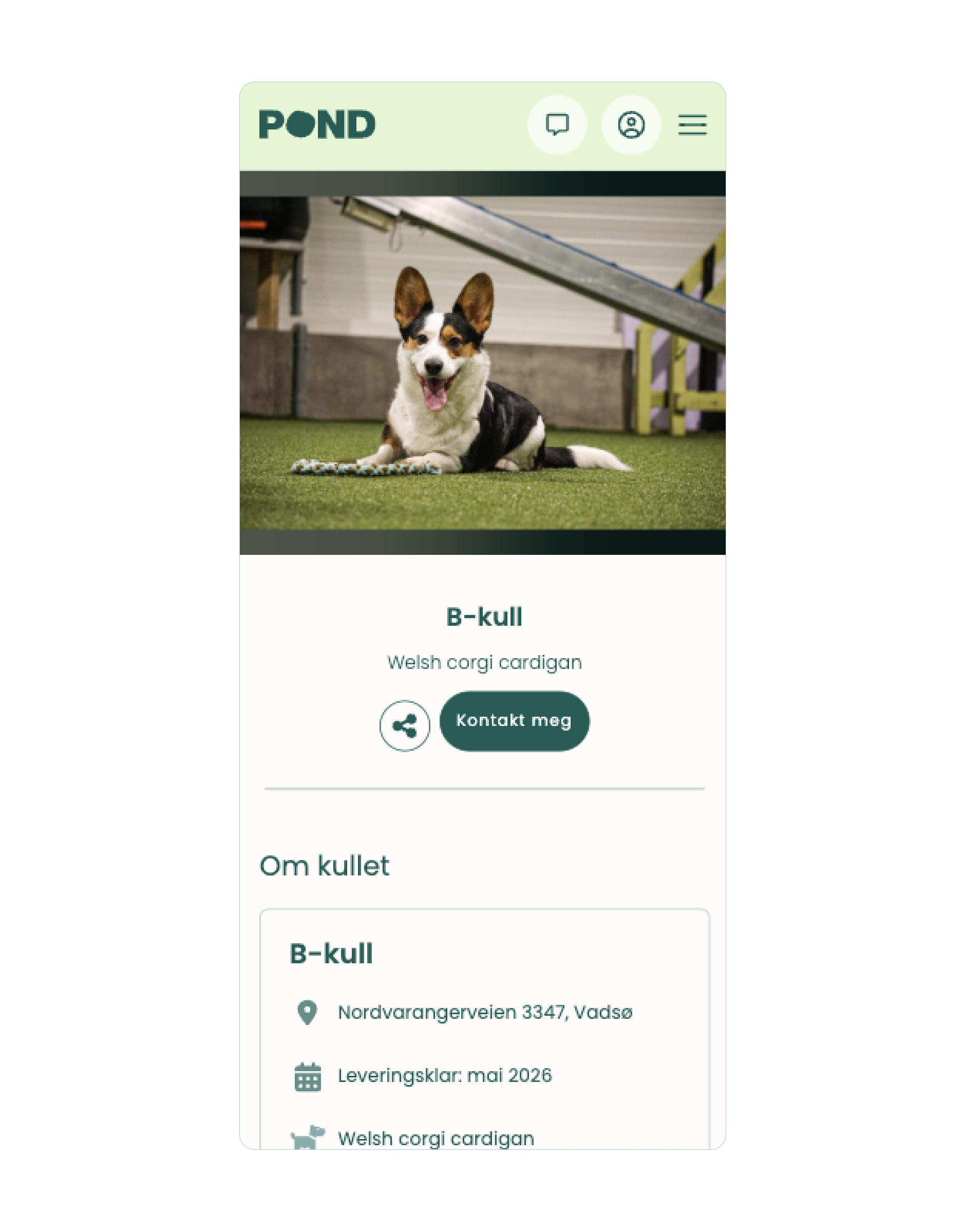 Se tilgjengelige Corgi-valper til salgs Se tilgjengelige Corgi-valper til salgs