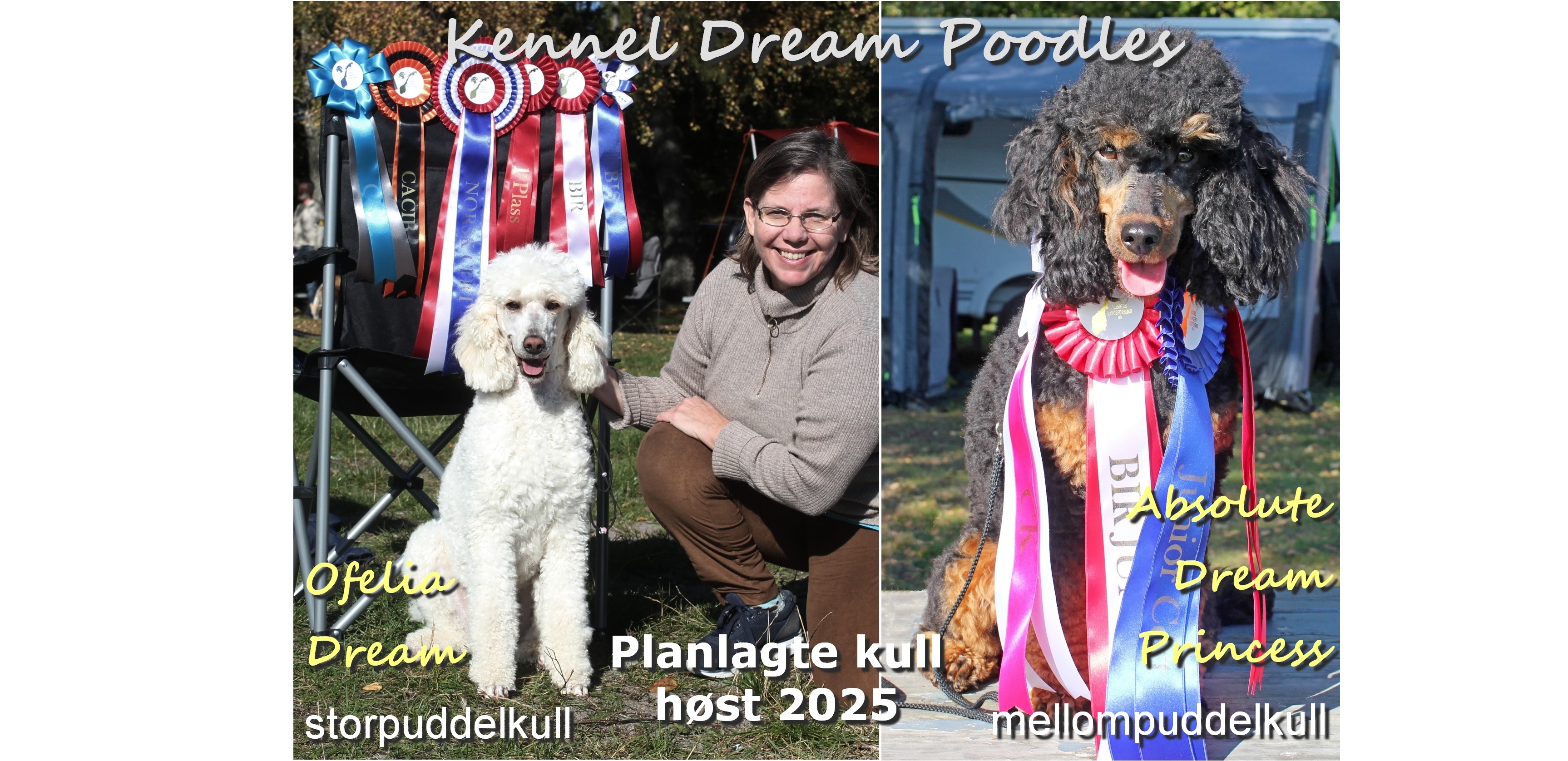 Dream Poodles
