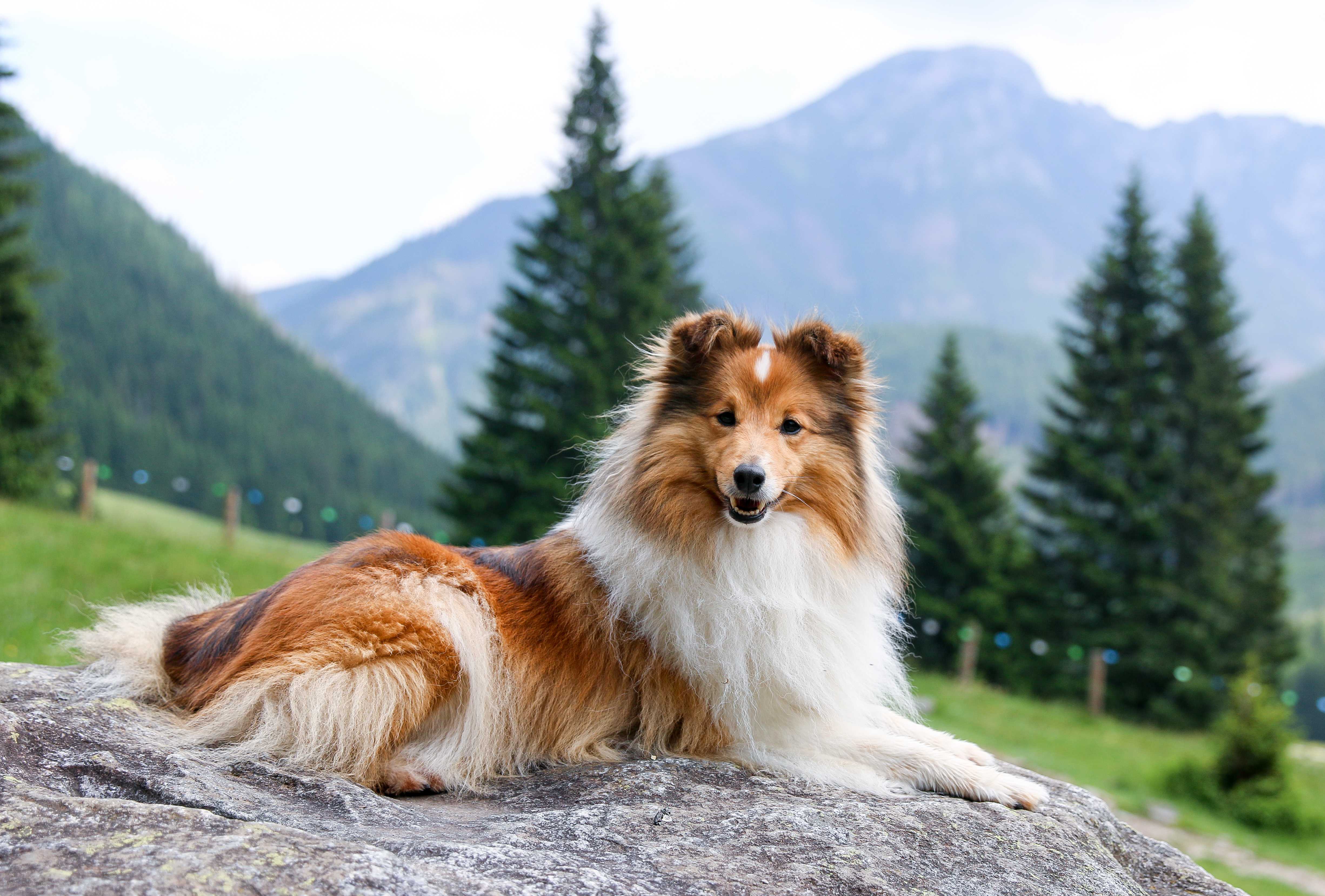 Shetland sheepdog