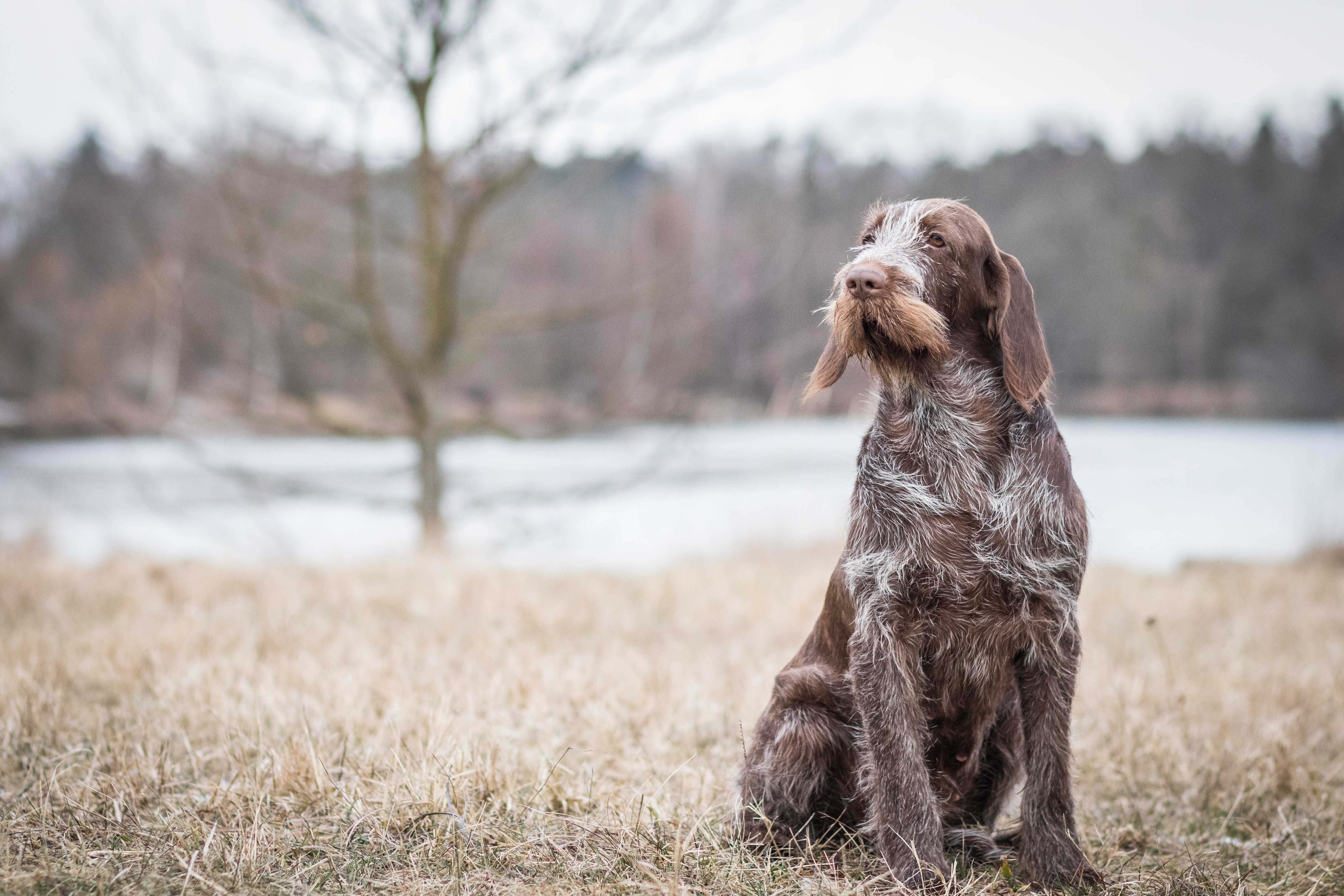 Italiensk spinone Italiensk spinone
