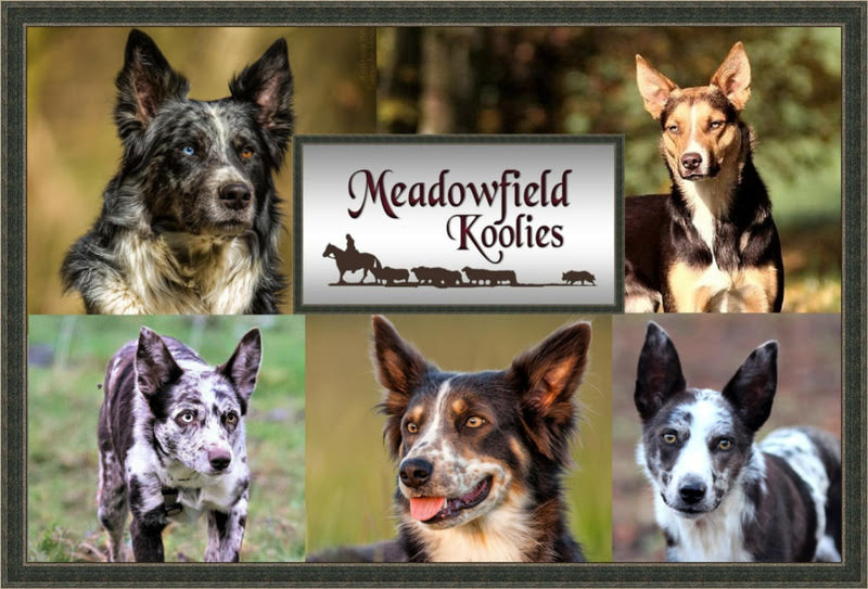 Meadowfield Koolies