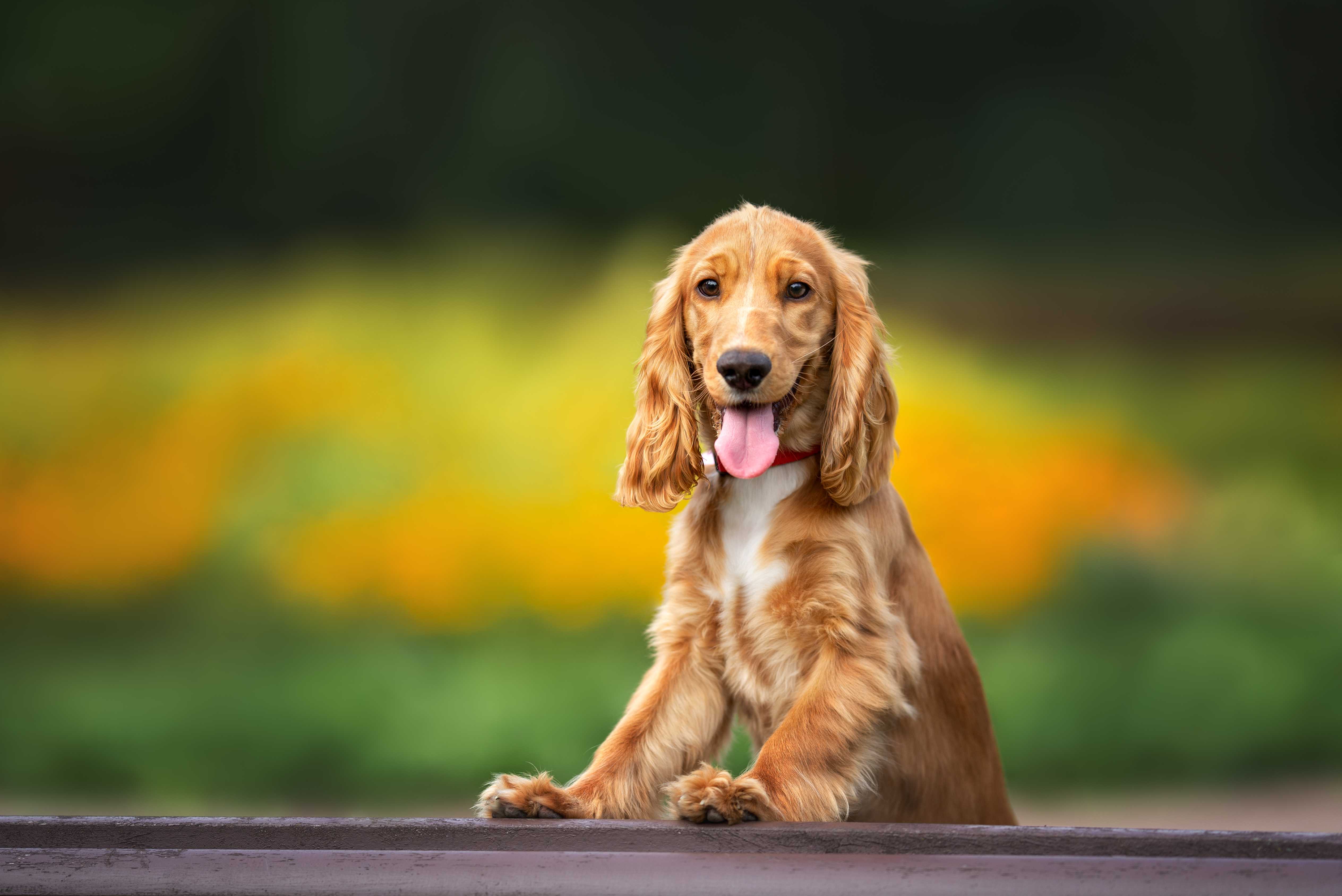 Cocker spaniel