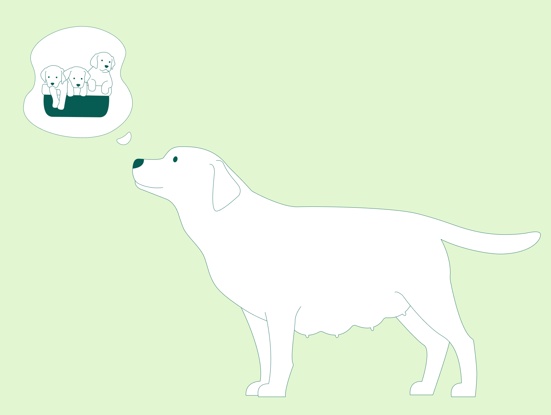 Hvor lenge går en hund drektig? Alt du trenger å vite om drektighet og valper Hvor lenge går en hund drektig? Alt du trenger å vite om drektighet og valper