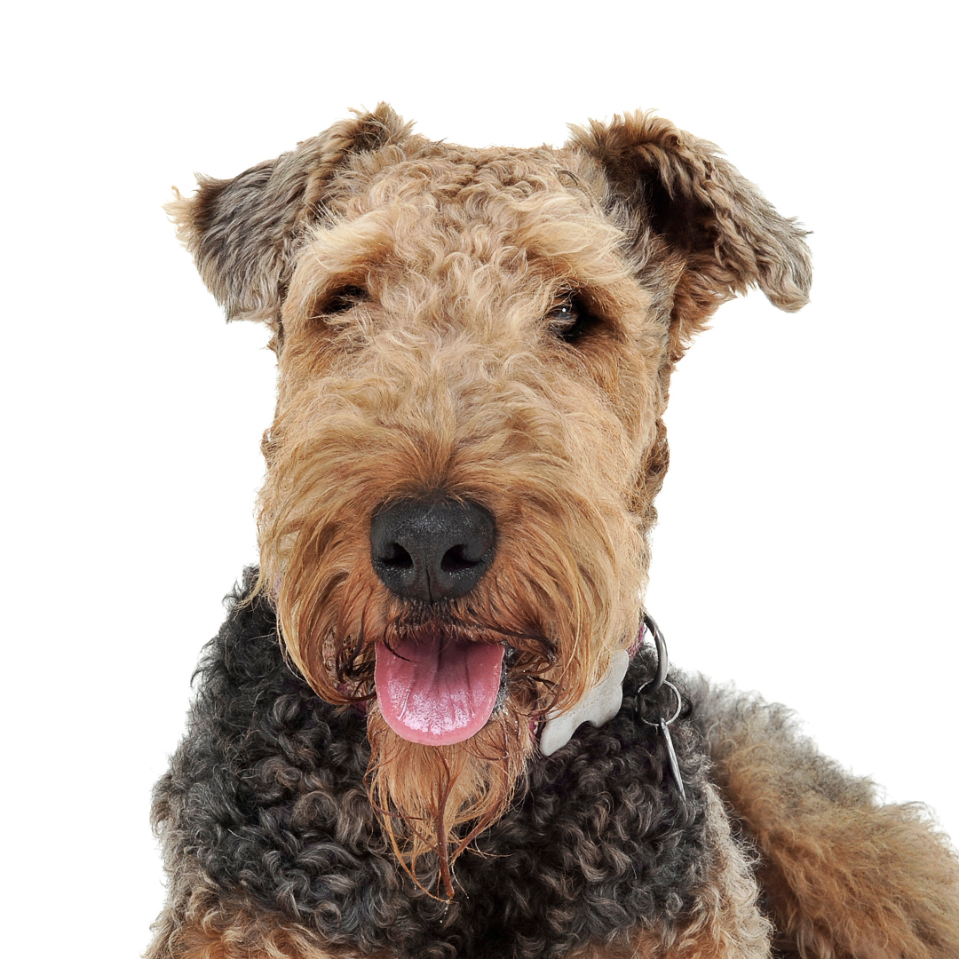 Airedale terrier