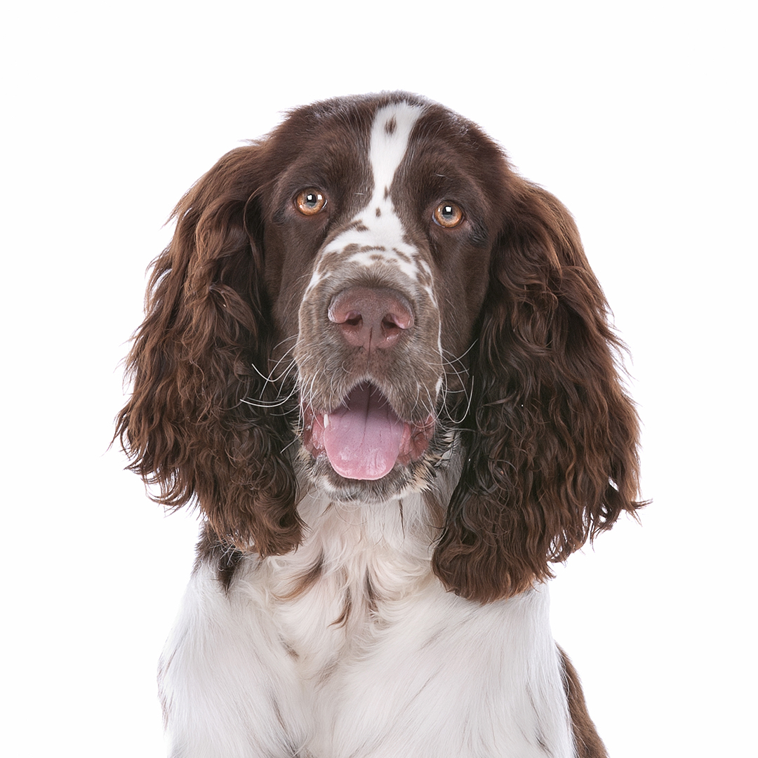 Engelsk springer spaniel