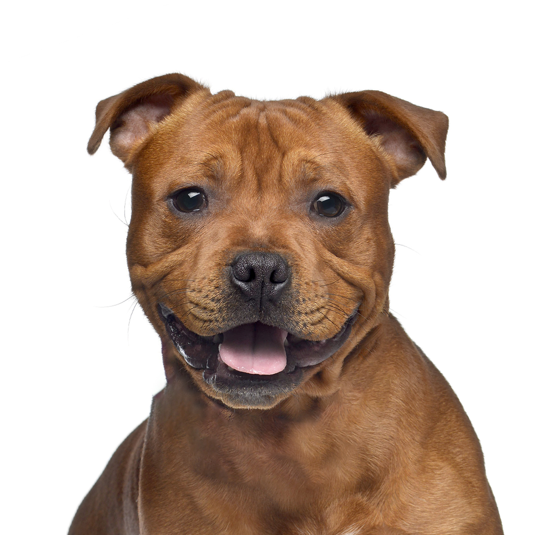 Staffordshire bull terrier