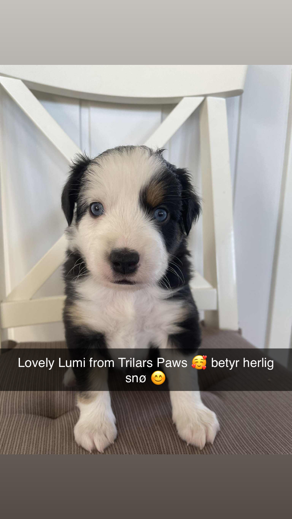 Lovely Lumi from Trilars Paws